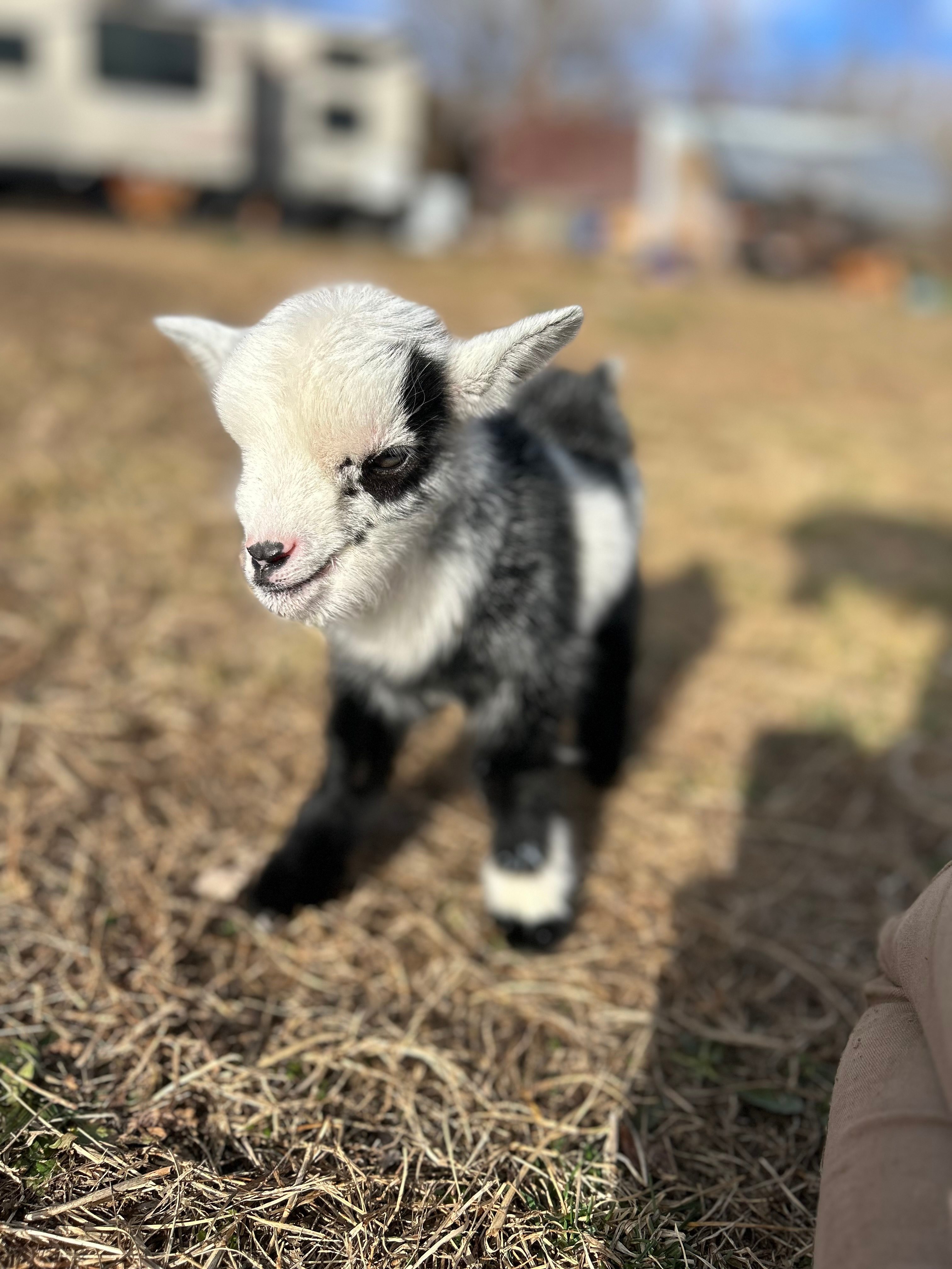 Misfit Acres at Kind Rebellion Farm