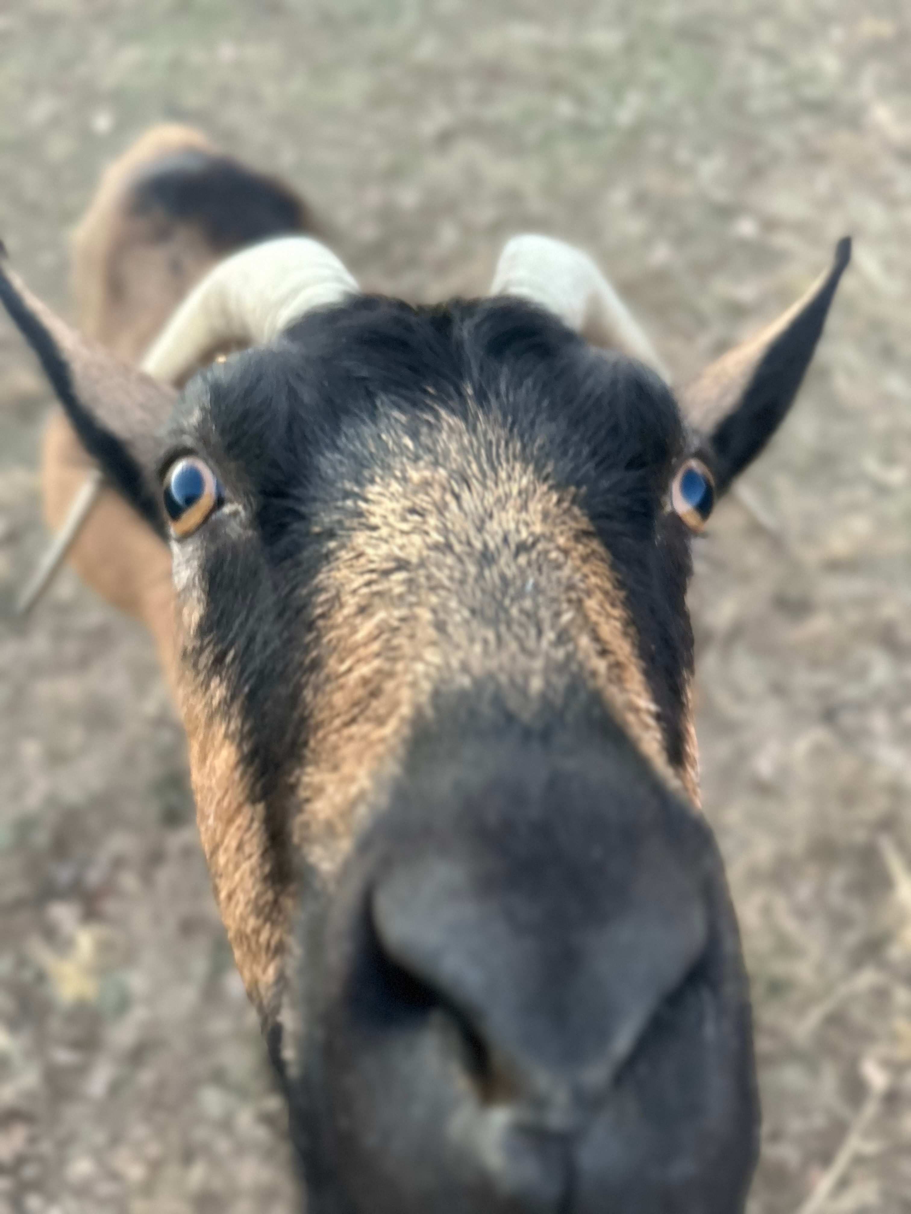 Misfit Acres at Kind Rebellion Farm