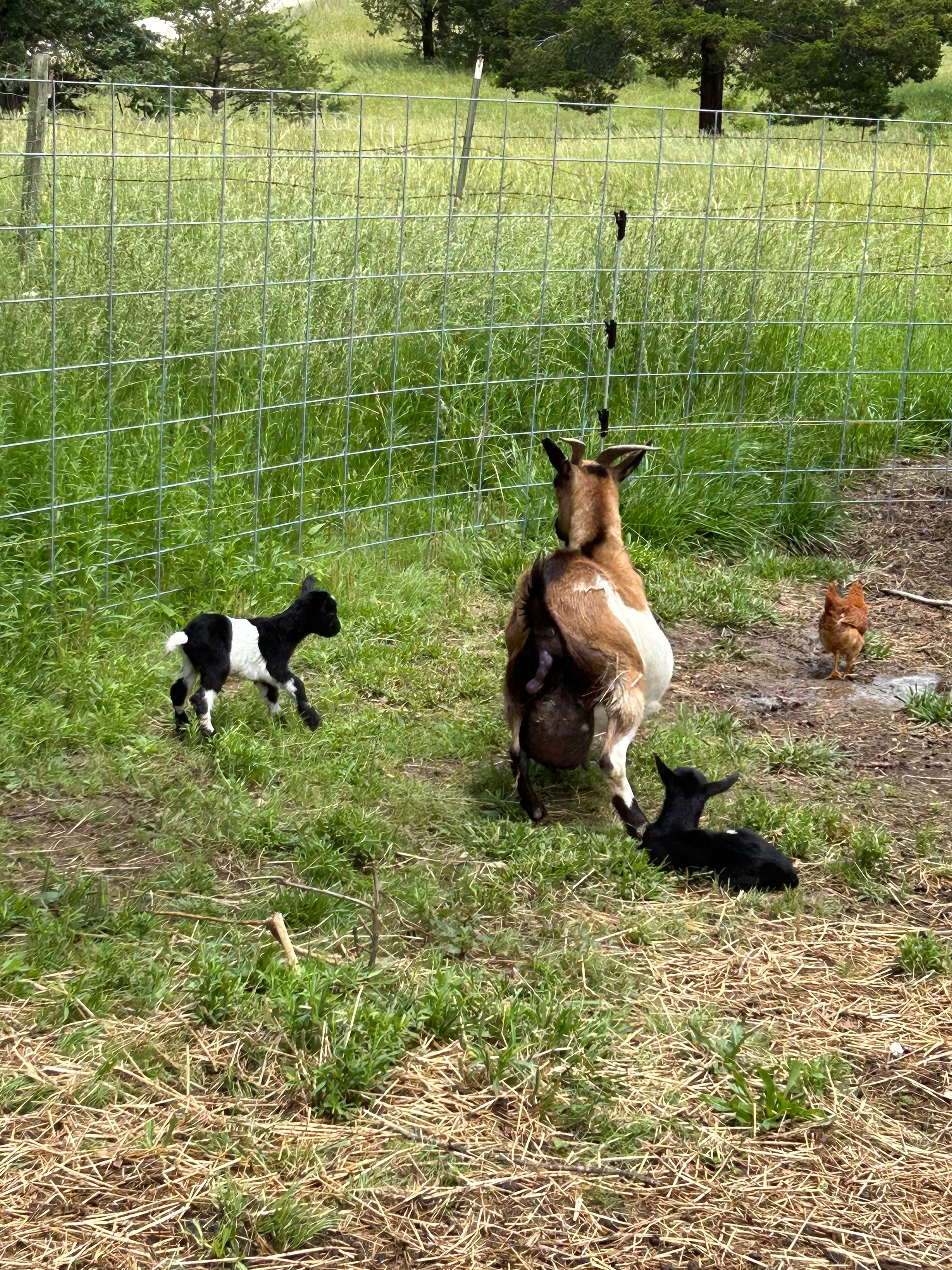 Misfit Acres at Kind Rebellion Farm