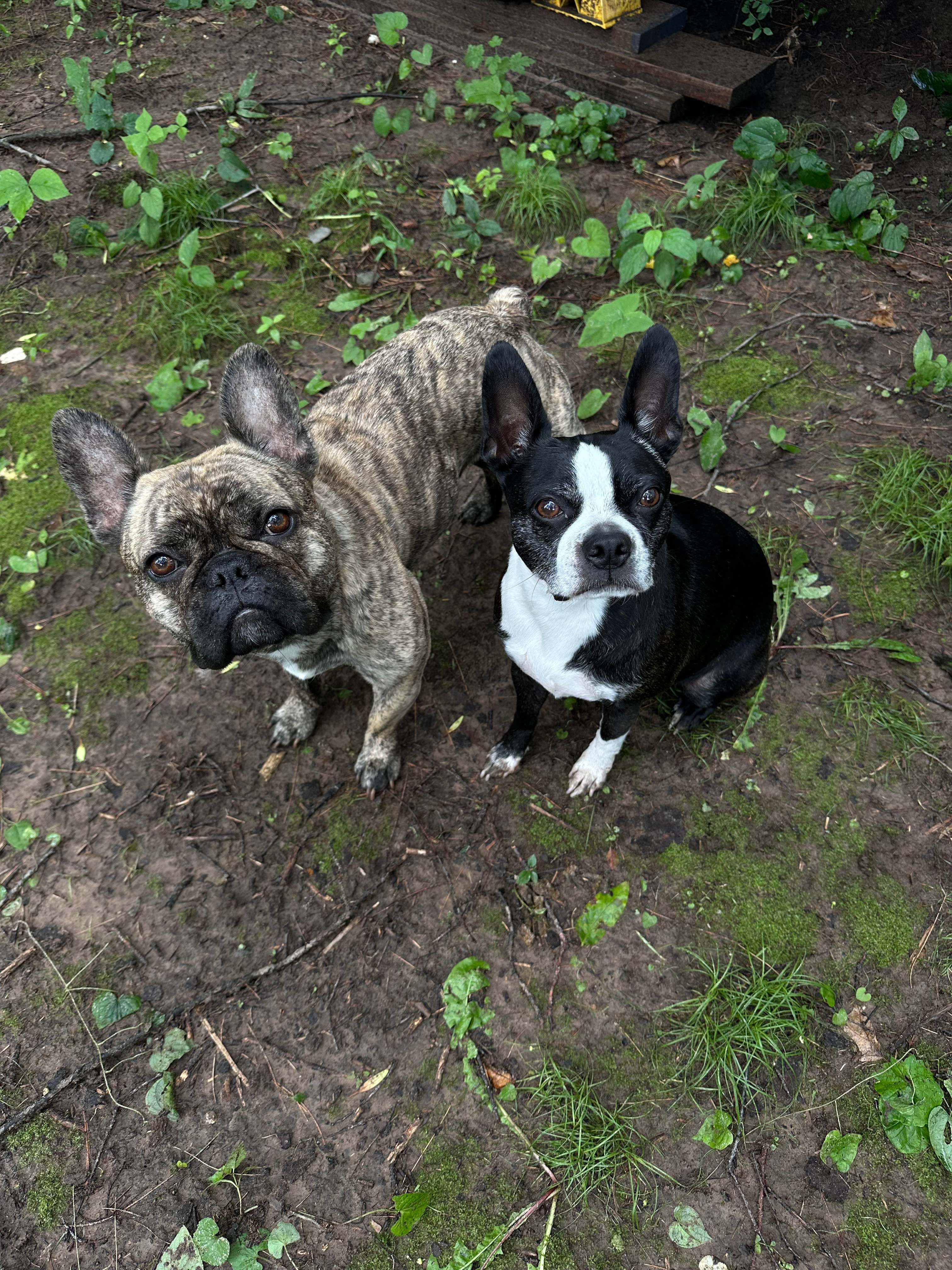 Bouressa Family Farm