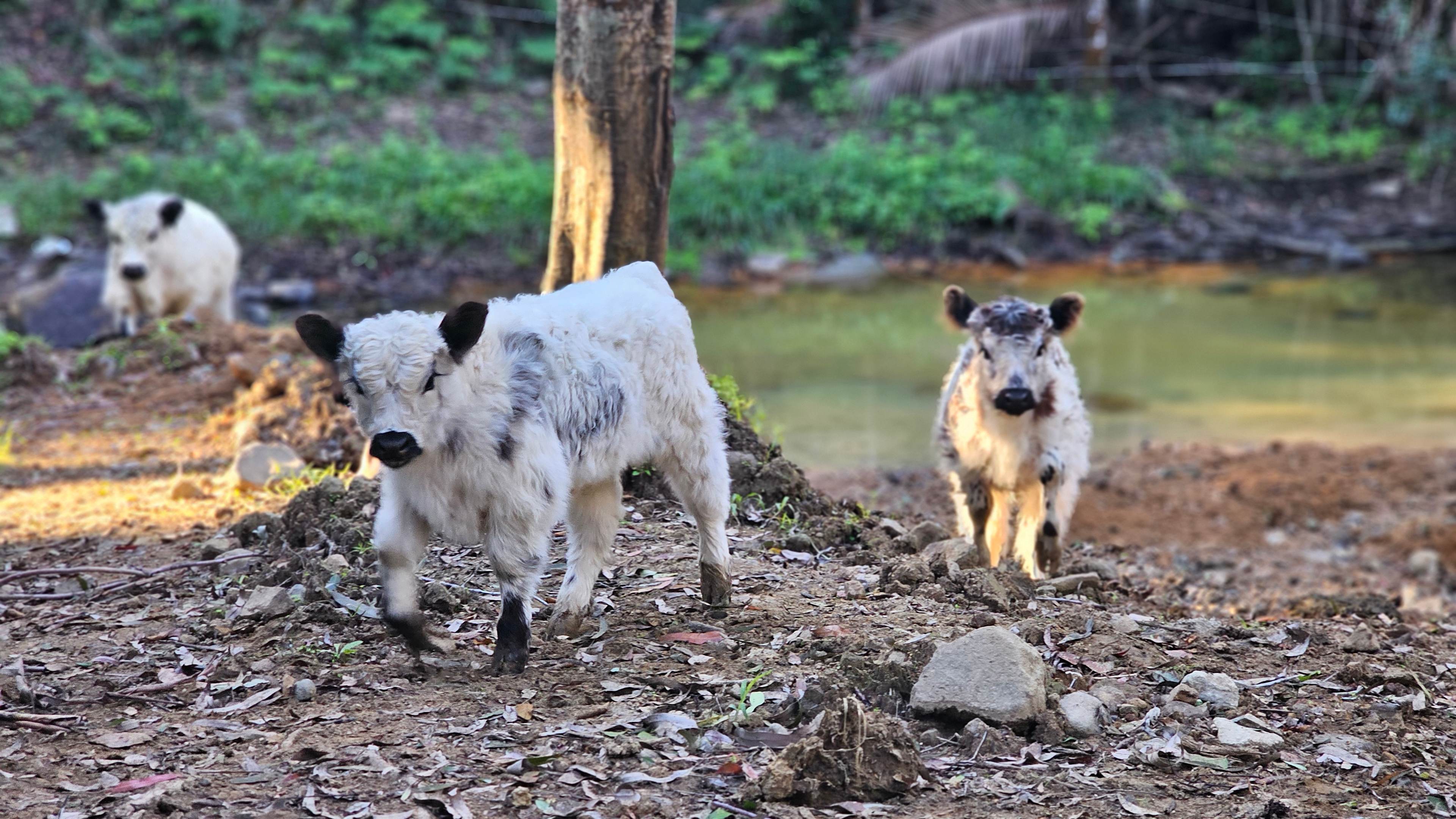 Wonderland 4WD Bushcamp