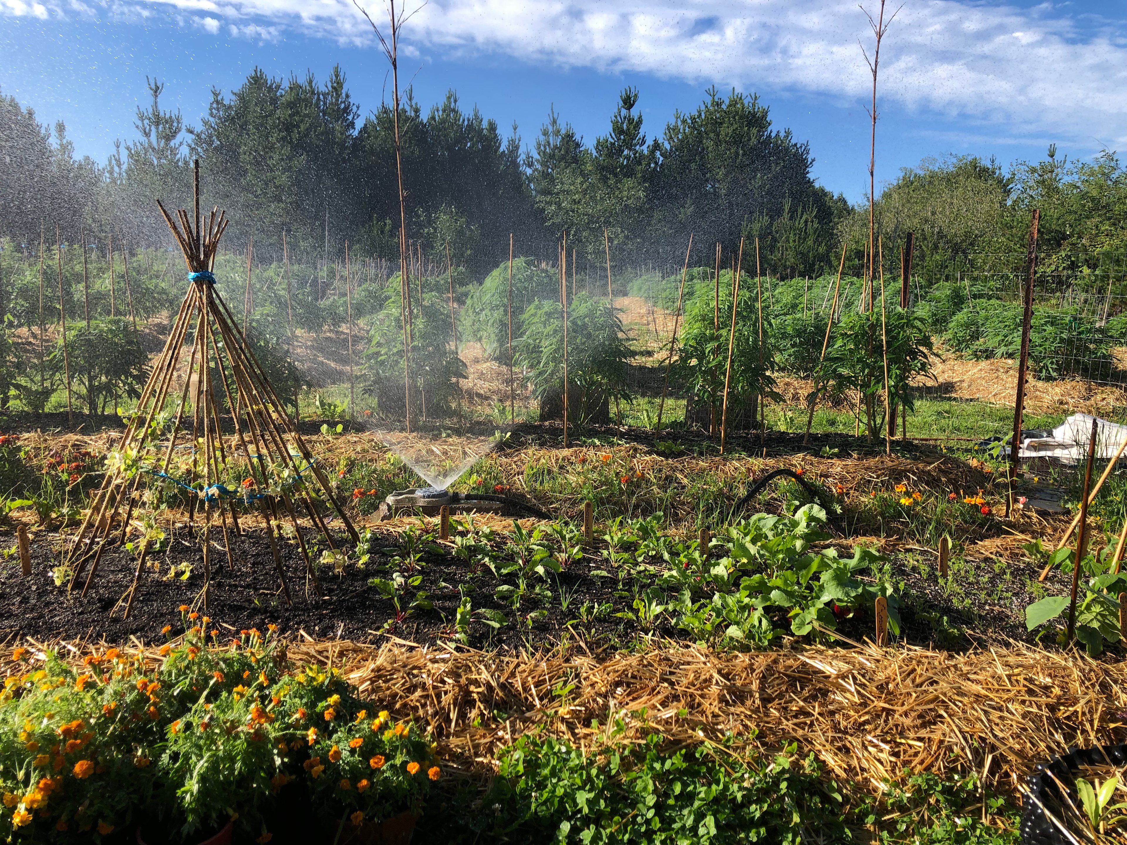 View of the veggie garden and cannabis field at our organic farm on the central Oregon coast.