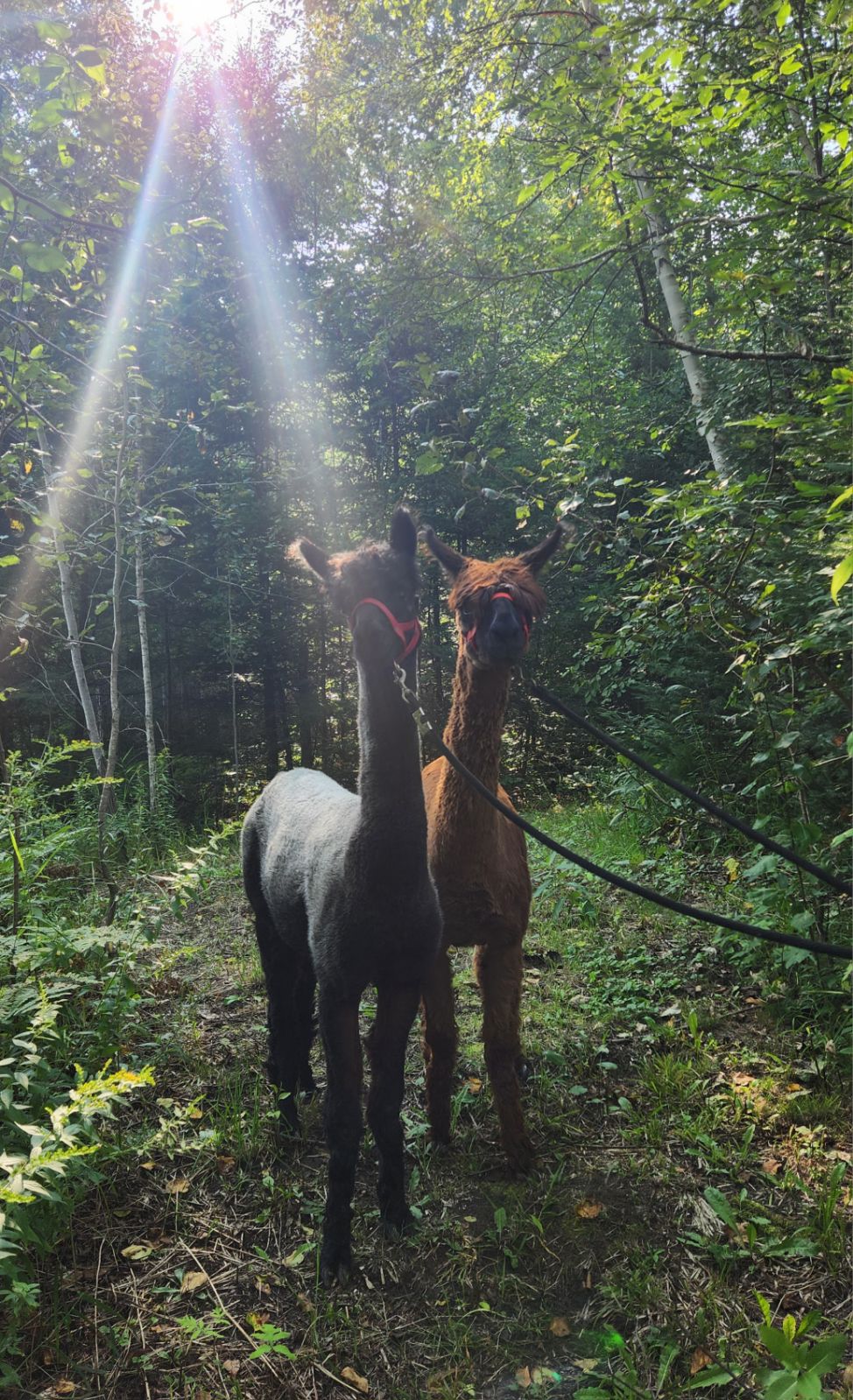 Sadie & Jessie look forward to showing you around the forest 