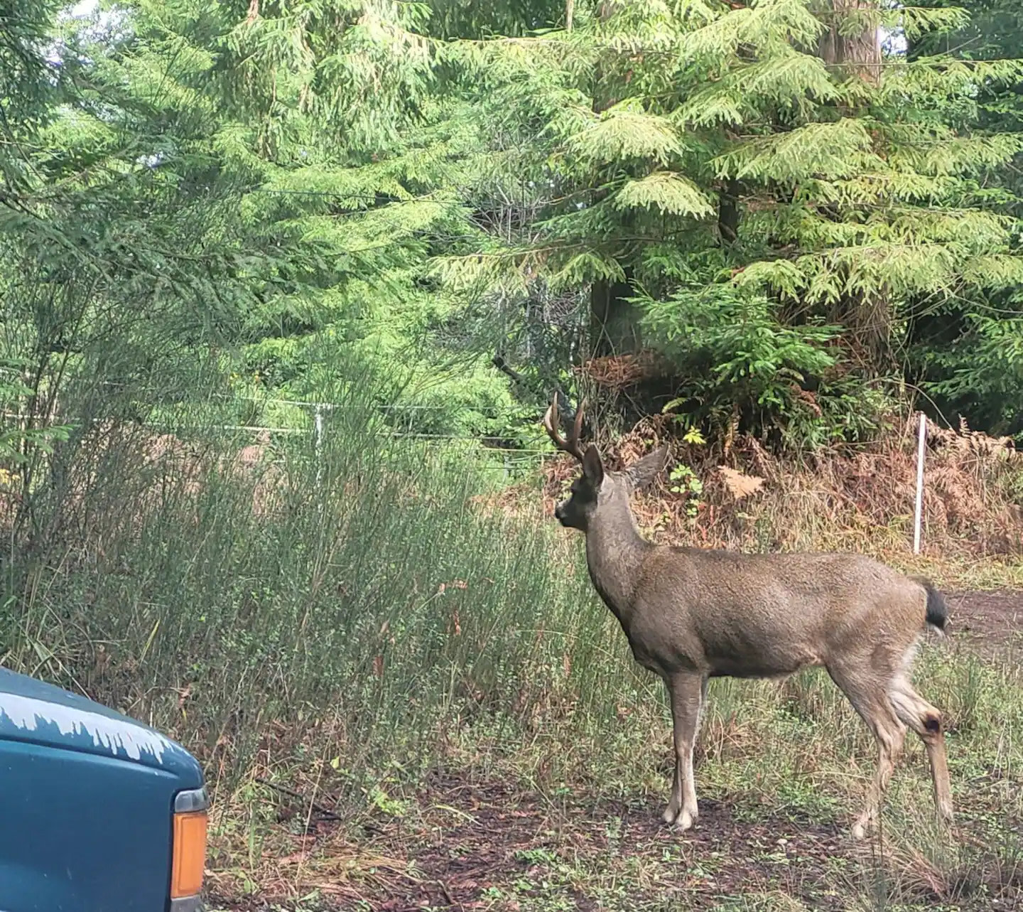 Forest Farm Conservancy
