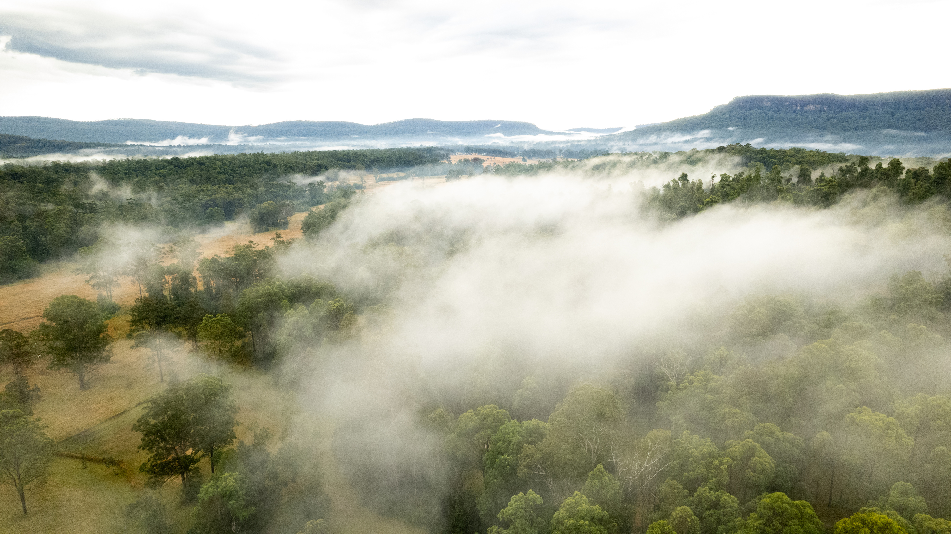 Mornings in the fog