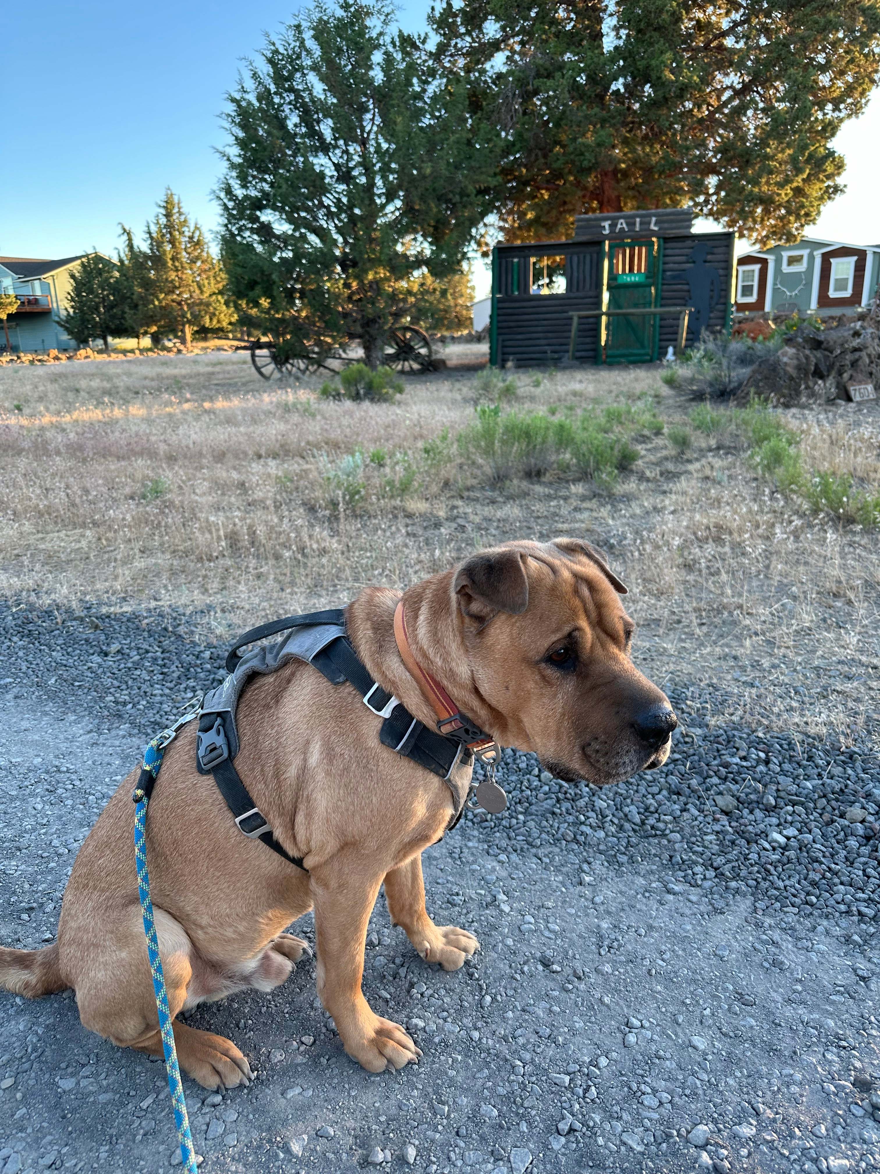 No Jail time for Dinger this time around