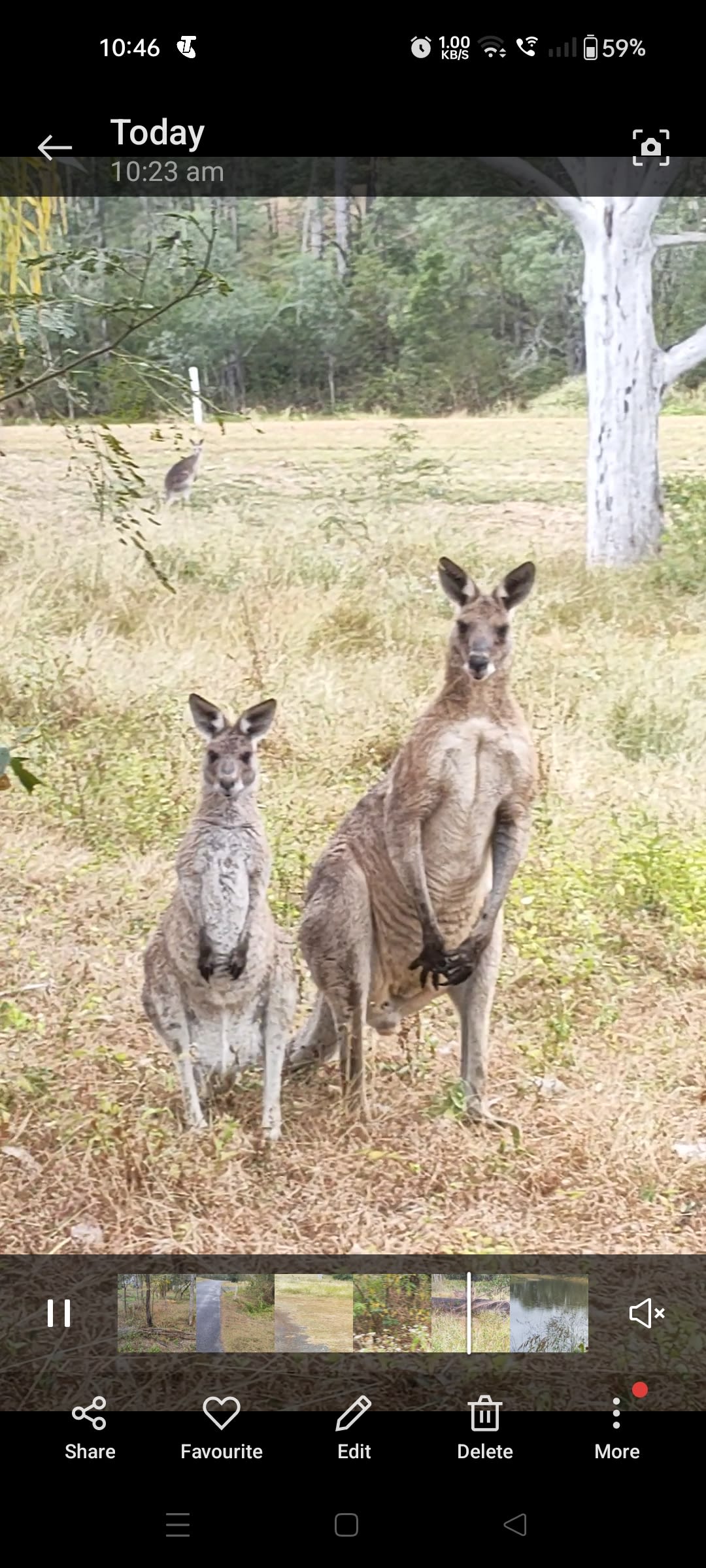 We don't feed the wildlife or approach and kangaroos are quiet, a family of 2 males and 2 females reside mostly on the Lot, often sleeping or grazing 