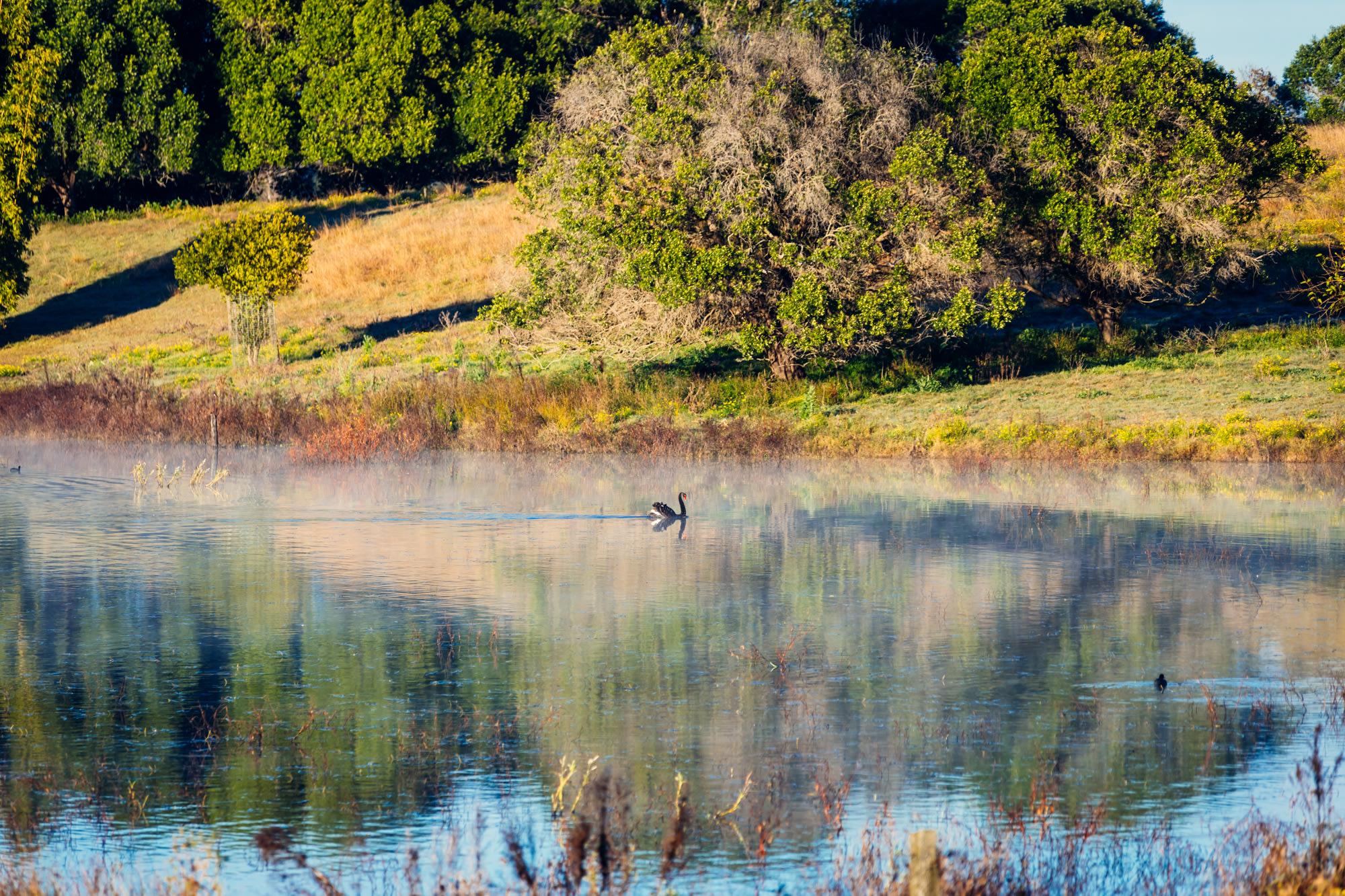 Swans and other birds on the neighbouring property