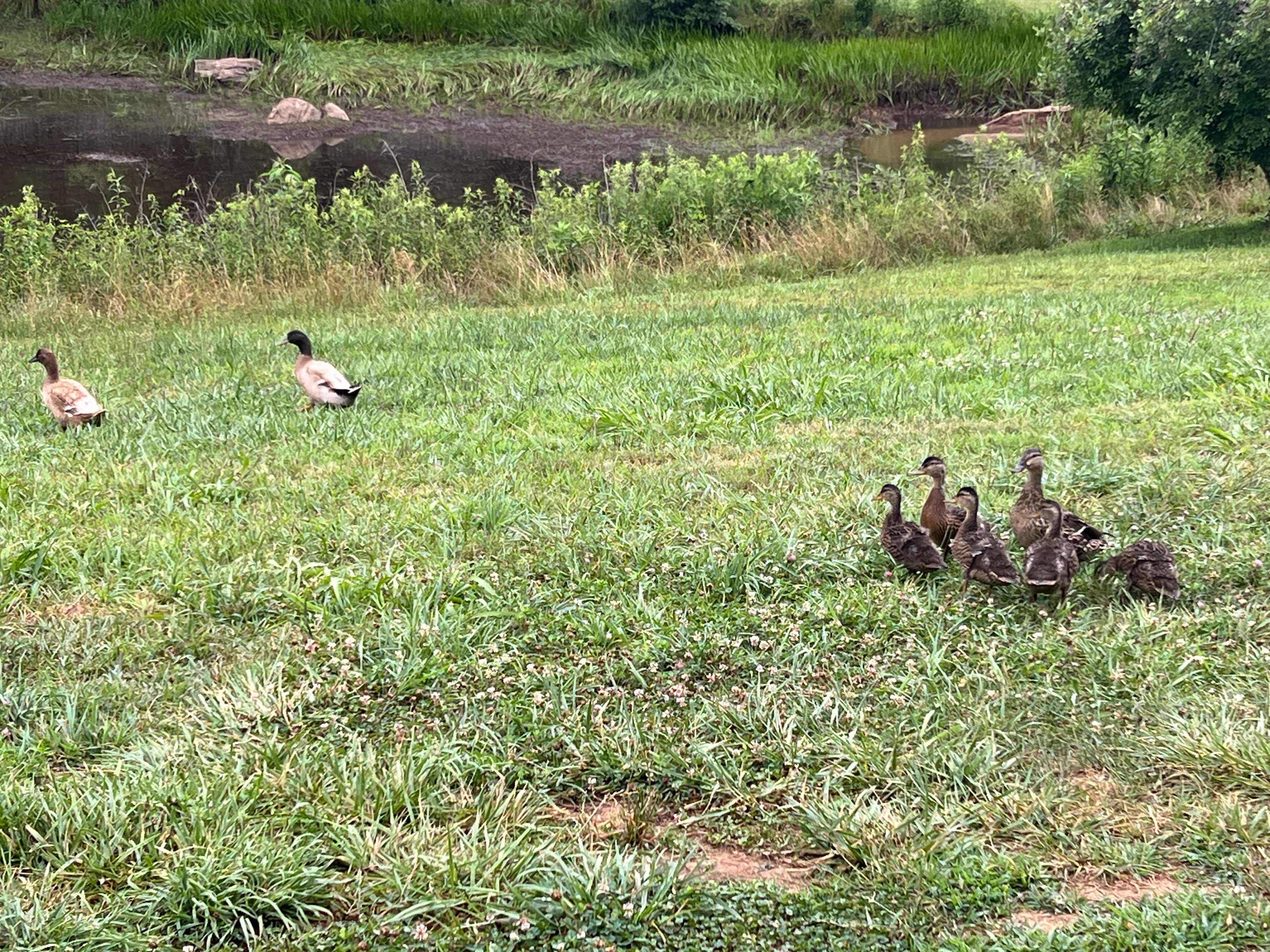 Enjoy feeding the ducks by the pond