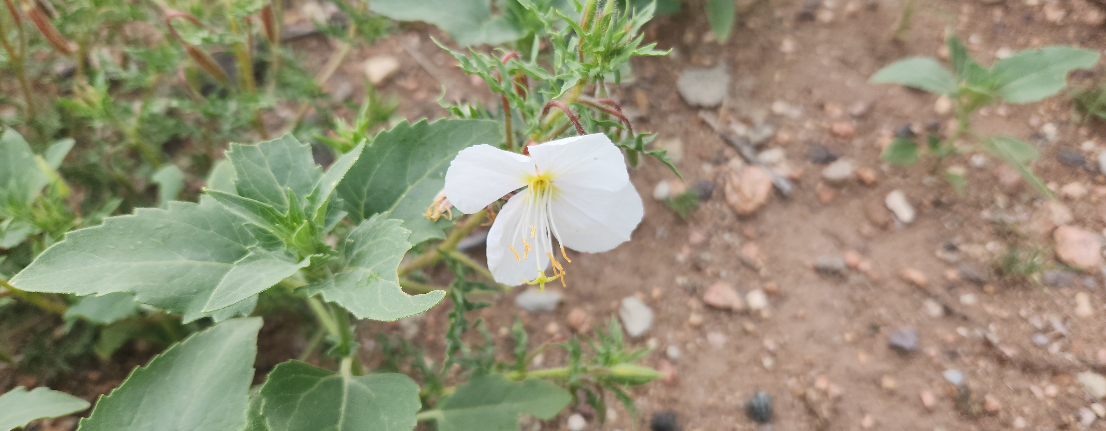 Stars, Mountains, Wifi, Hummingbird