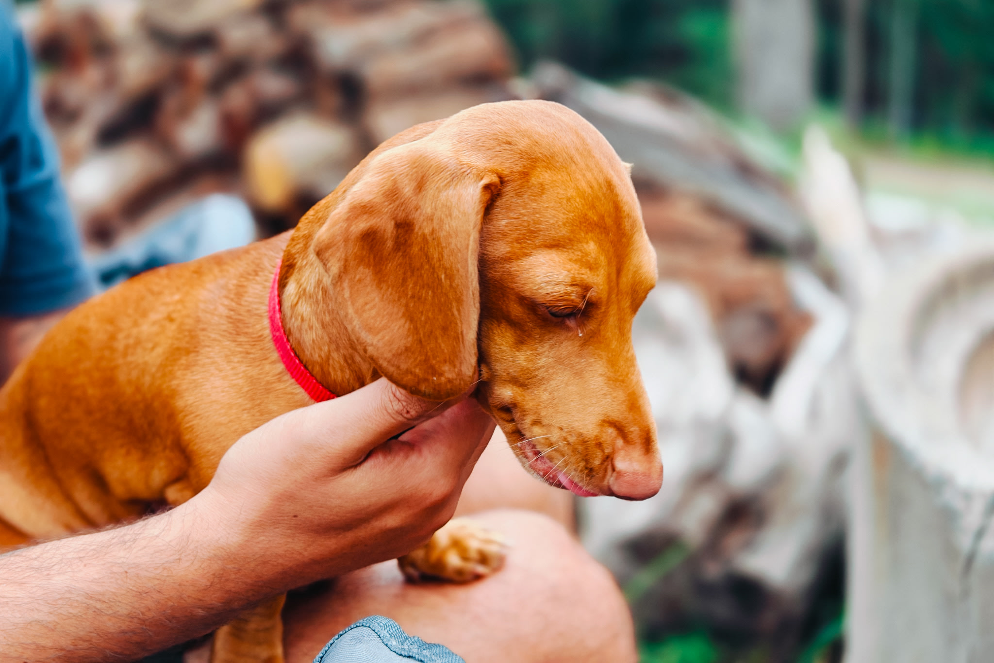 They have four lovely dogs, all happy to cuddle with you for a bit. 🐕