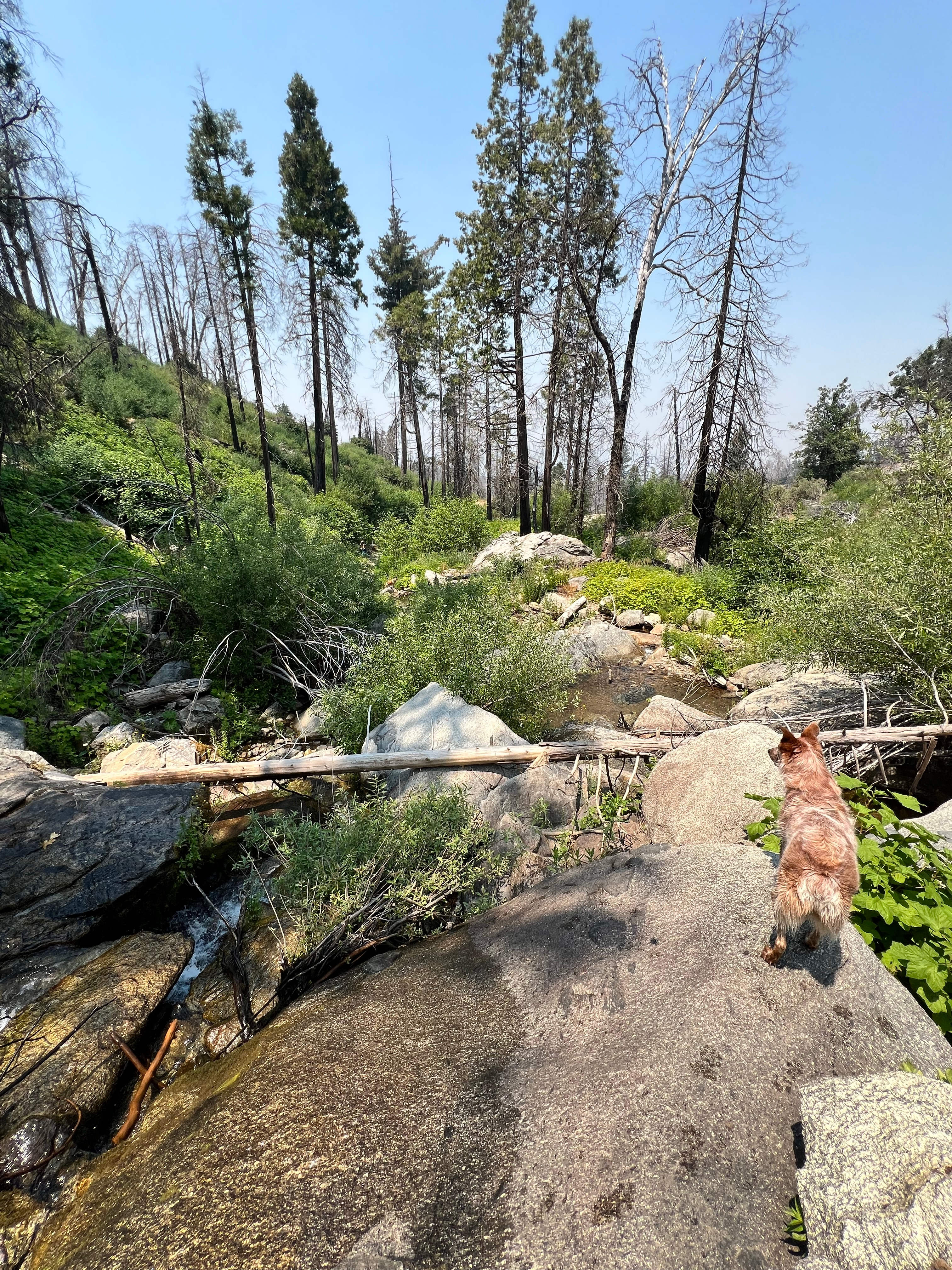 Musick Creek Falls  by Shaver Lake