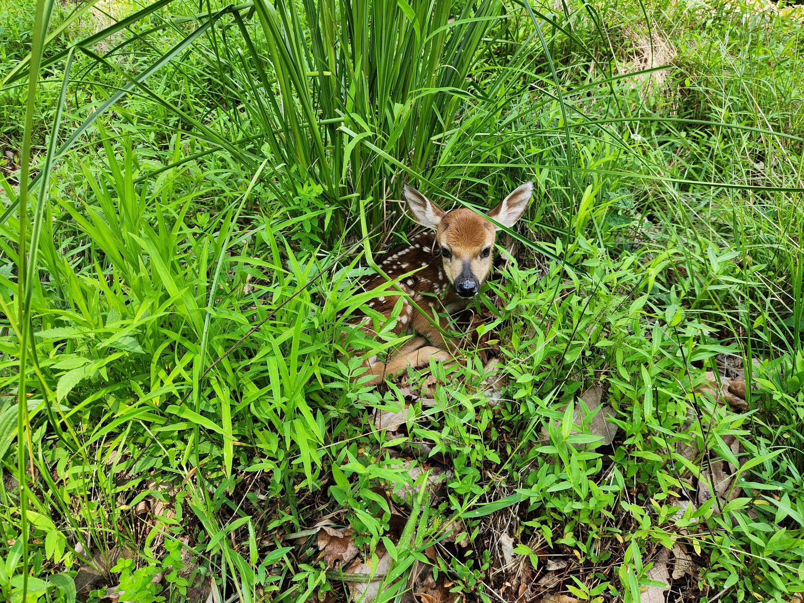 June 18, 2024. First doe sighting of the season.