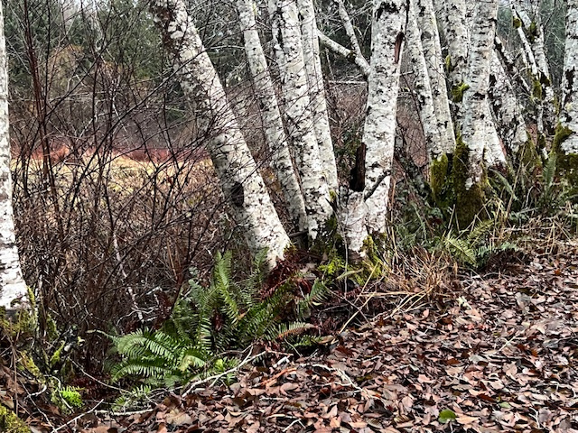 Rainbow Ridge Retreat