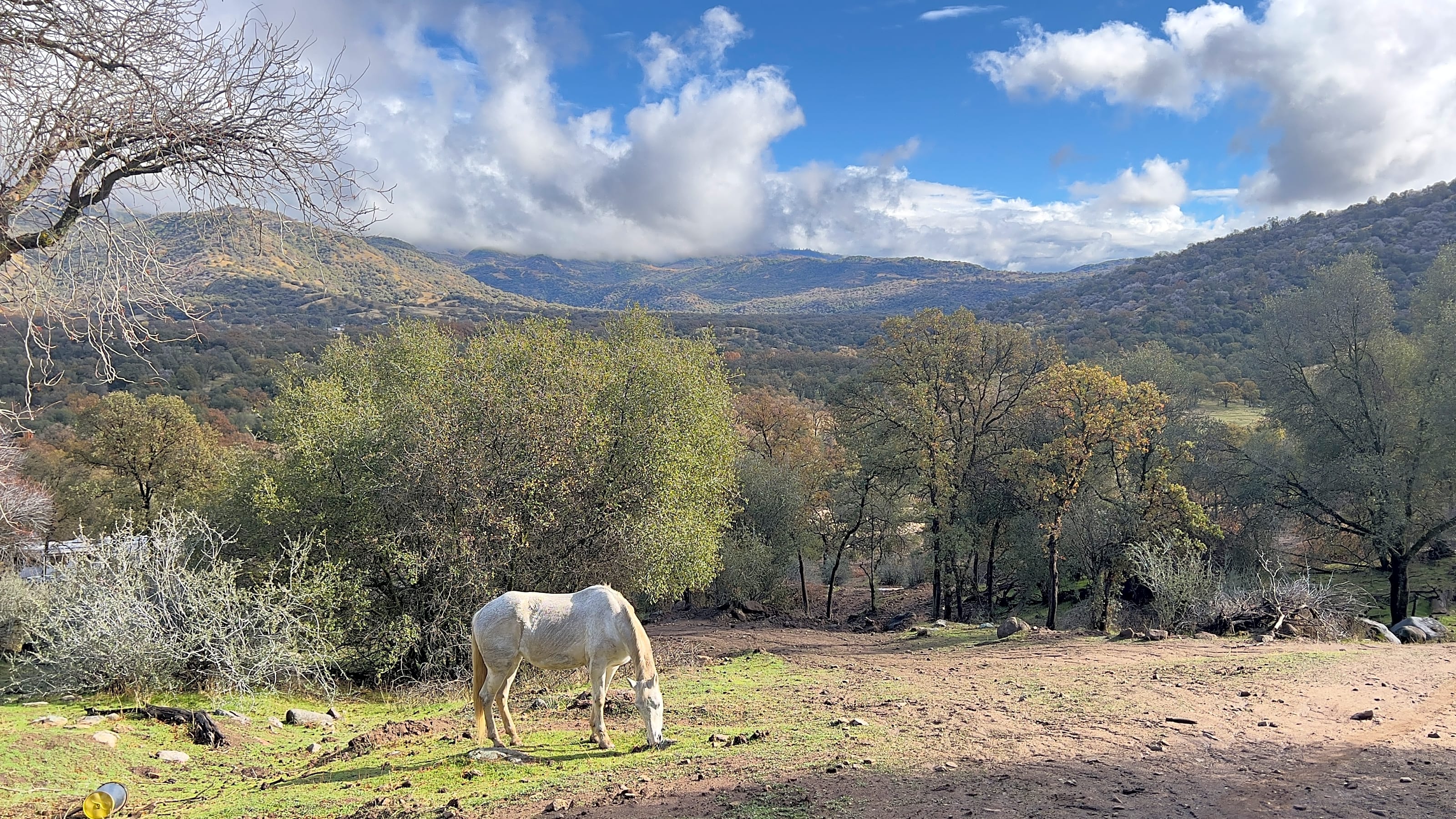 Camp ikigai Animal Sanctuary 501c3