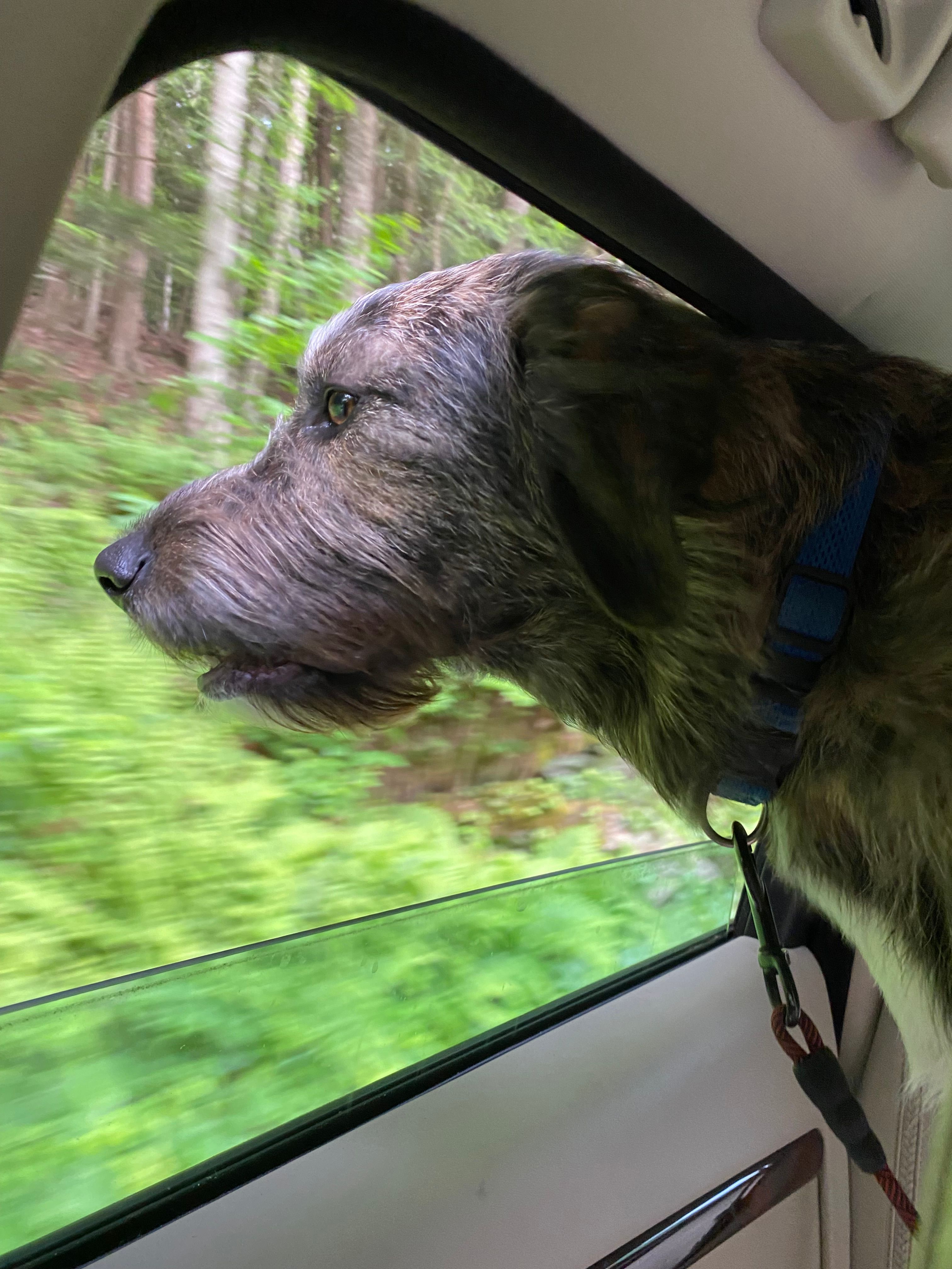 Camp Firefly Glamping!!