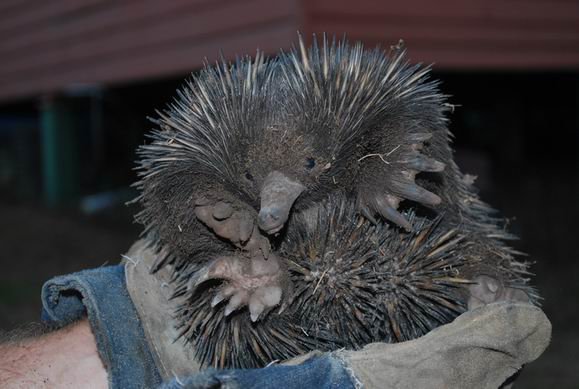 My Wildlife Sanctuary