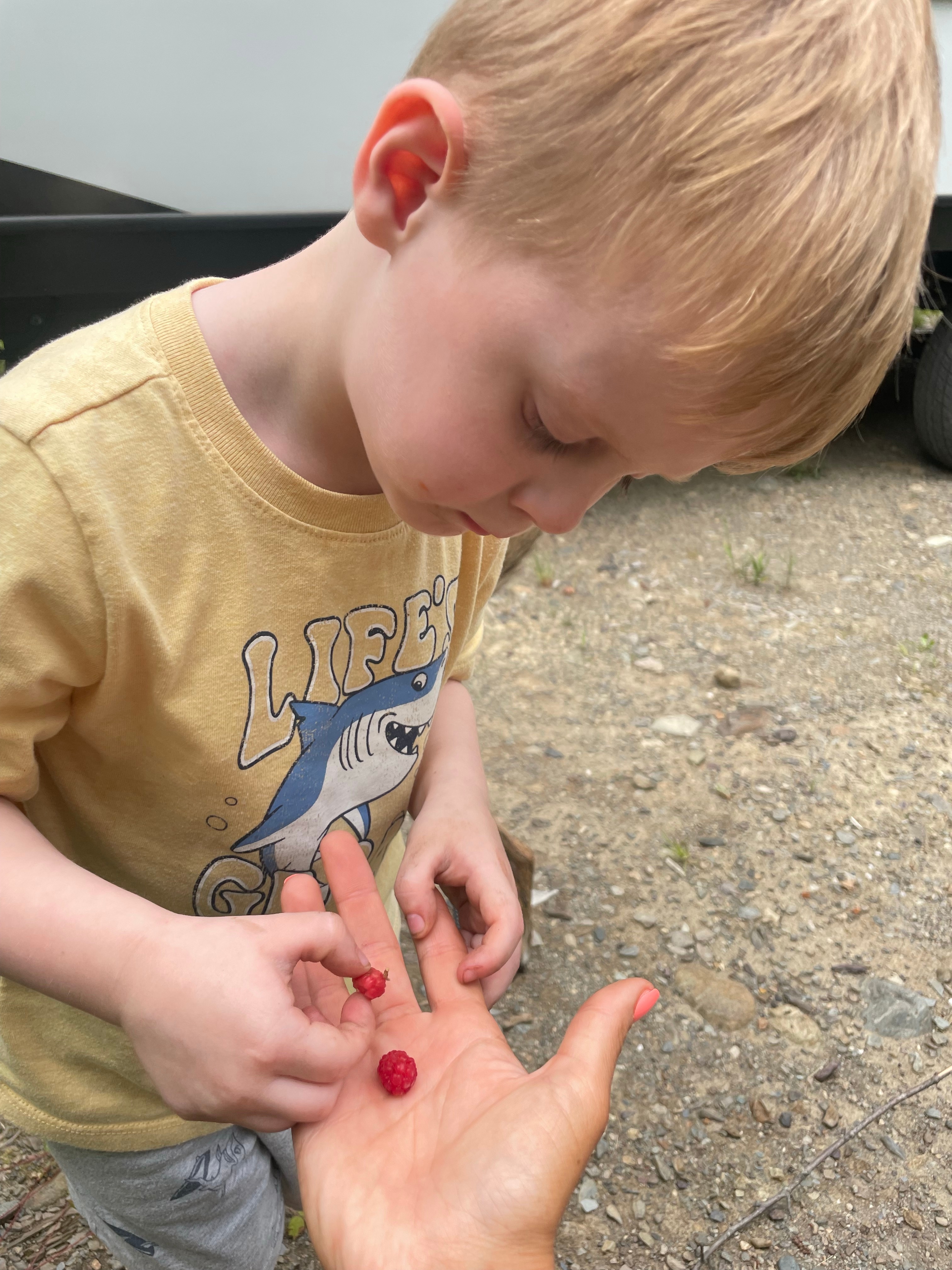 Crystal Brook Camping