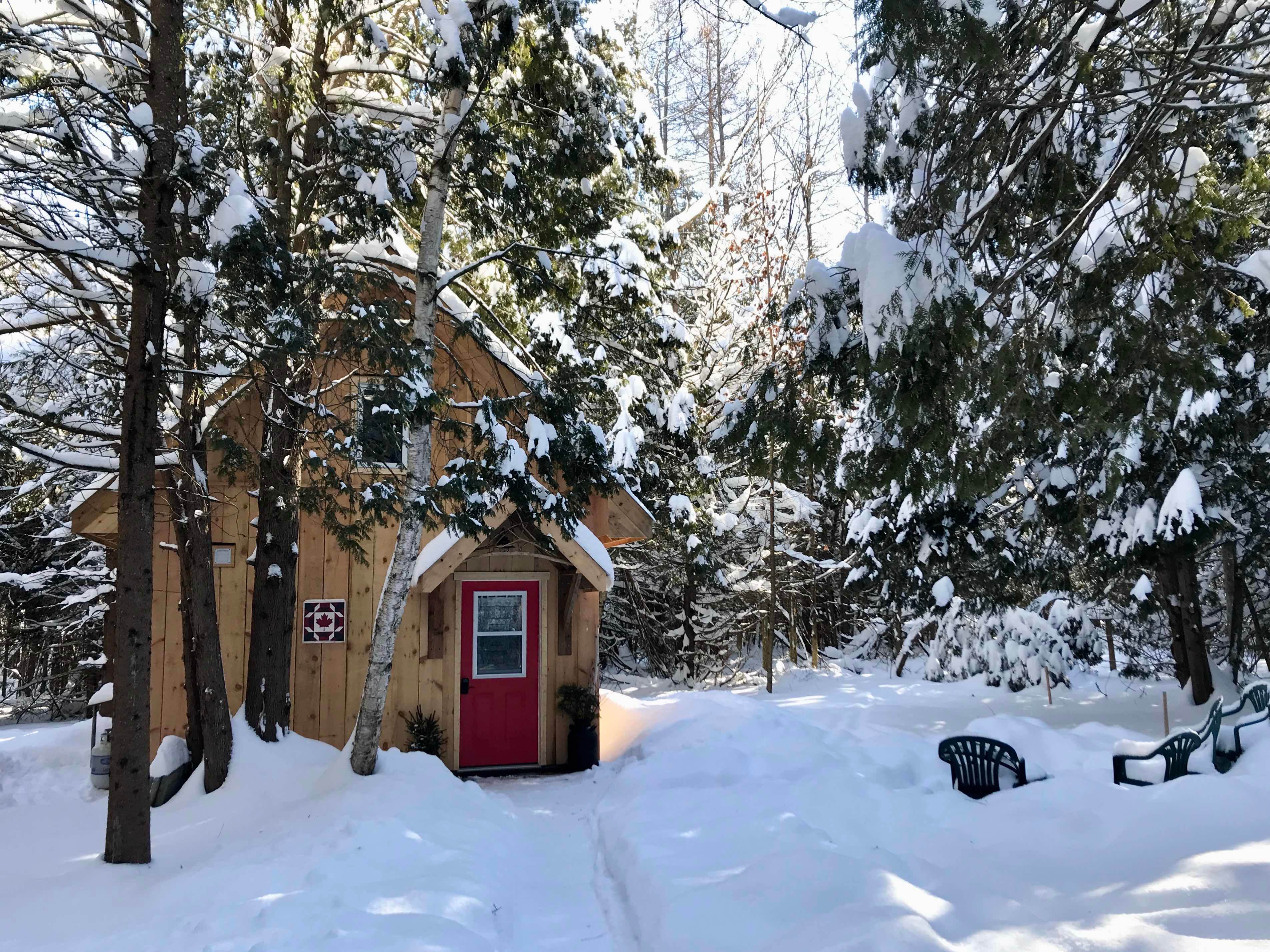 Sunshine filtering through the branches onto new fallen snow.