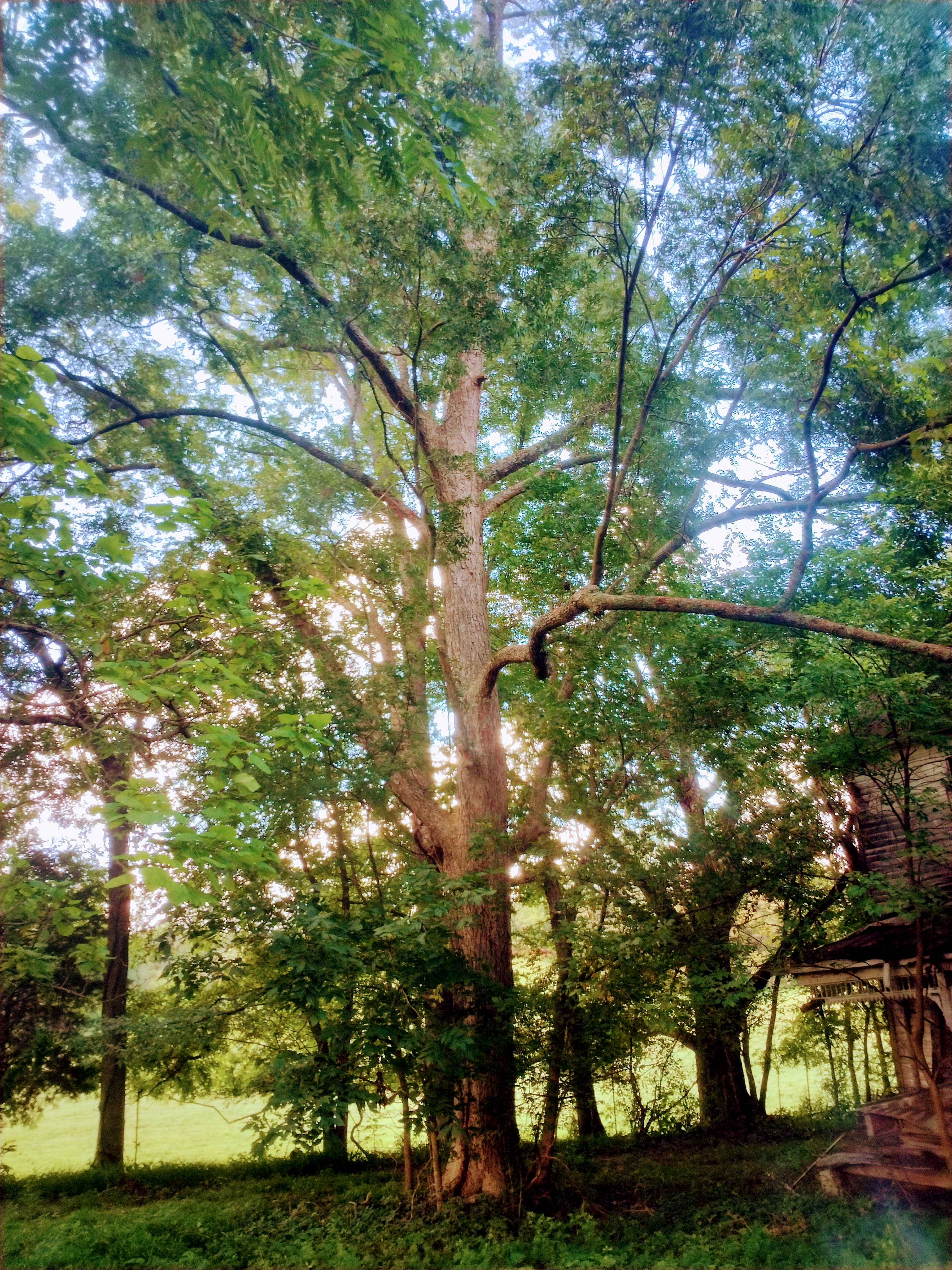 Laurel House