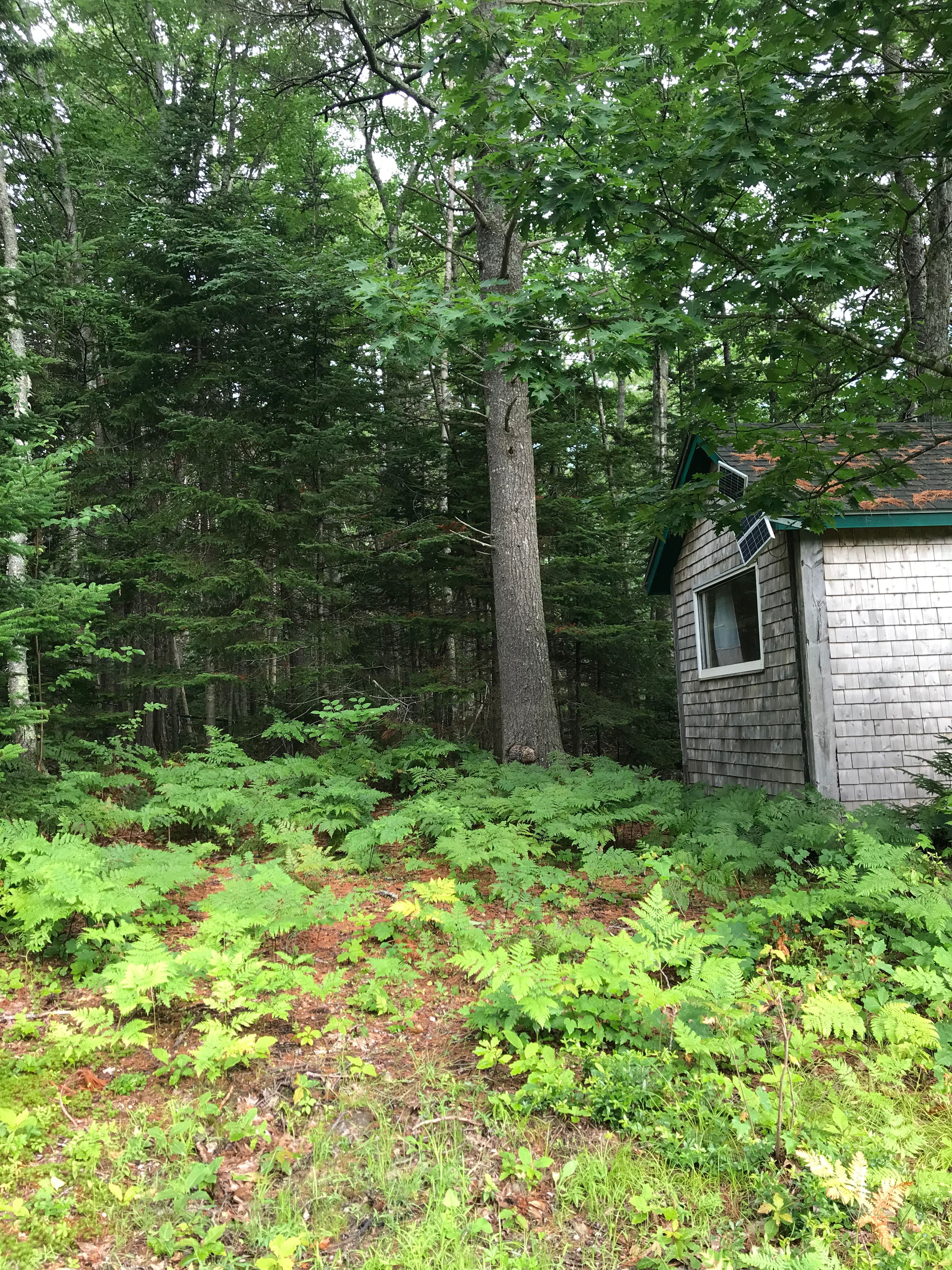 Behind the cabin. Lots of ferns! Can pitch a tent here too.