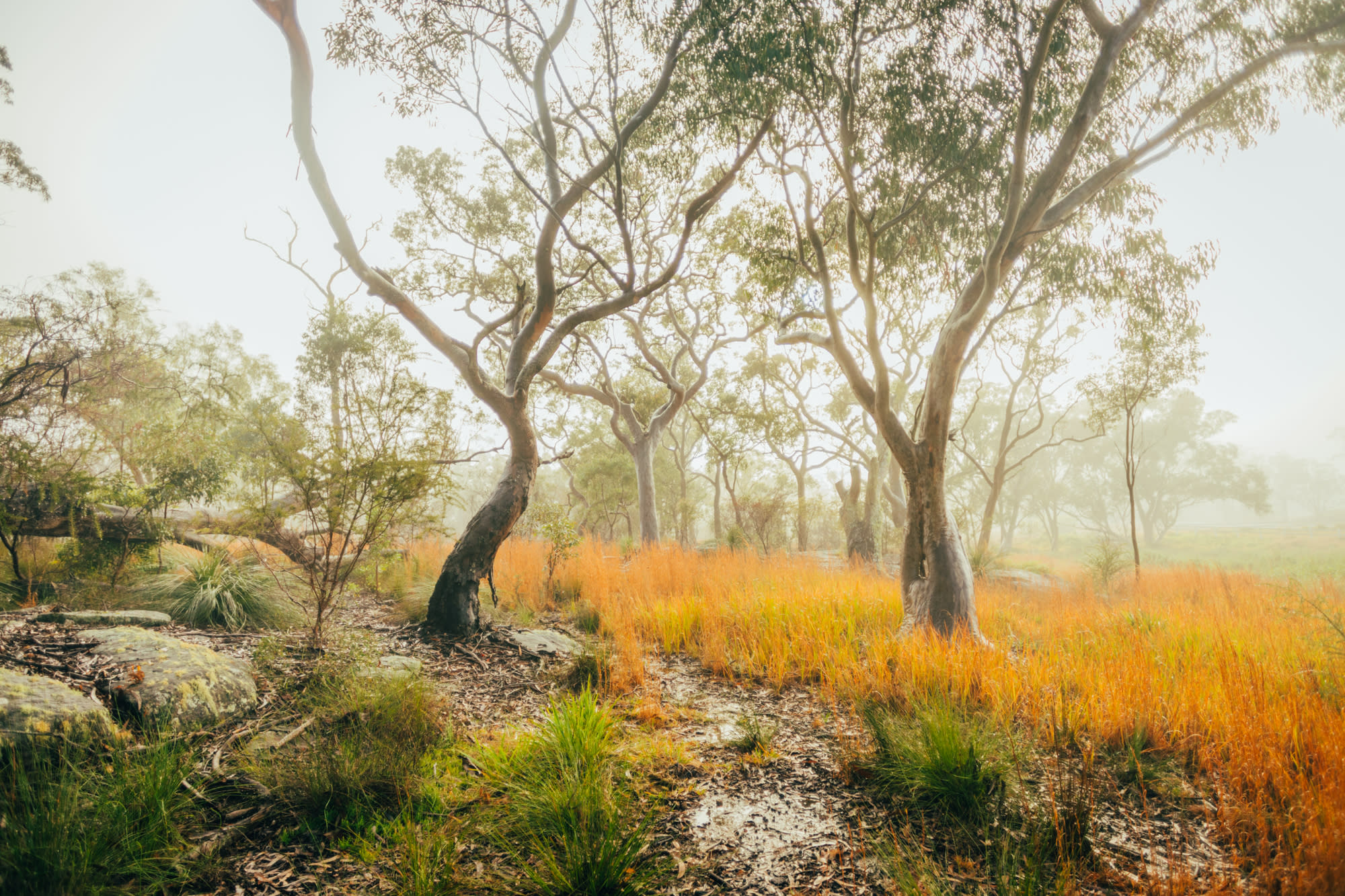 flora in the fog
