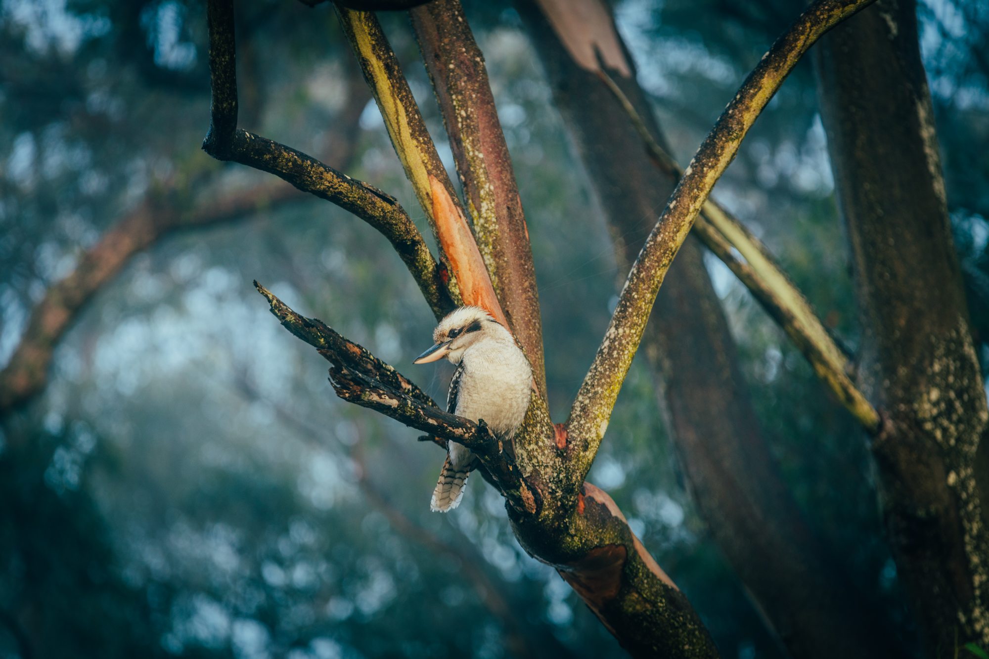 kookaburra 