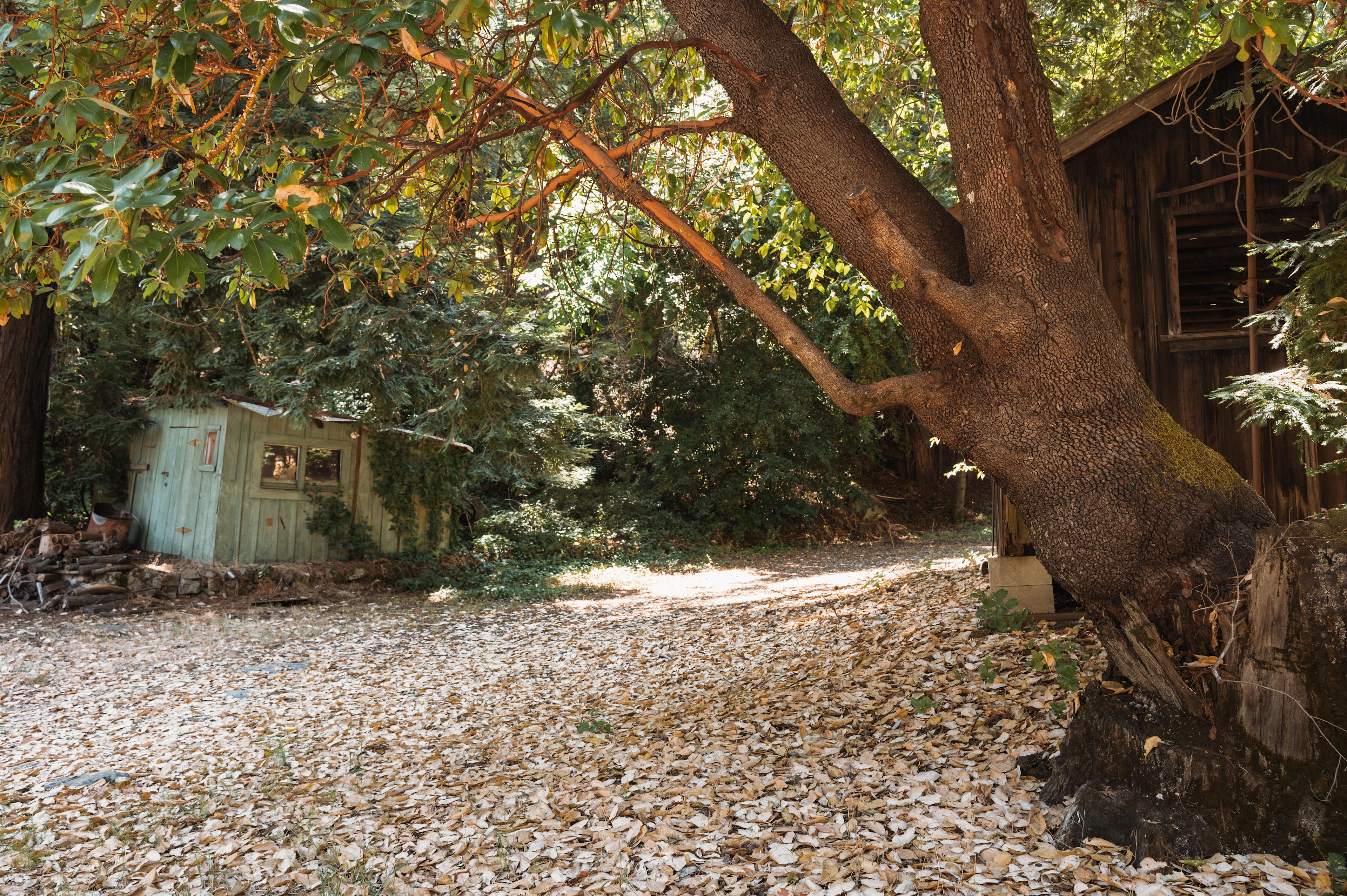 love hearing the crunch of leaves 