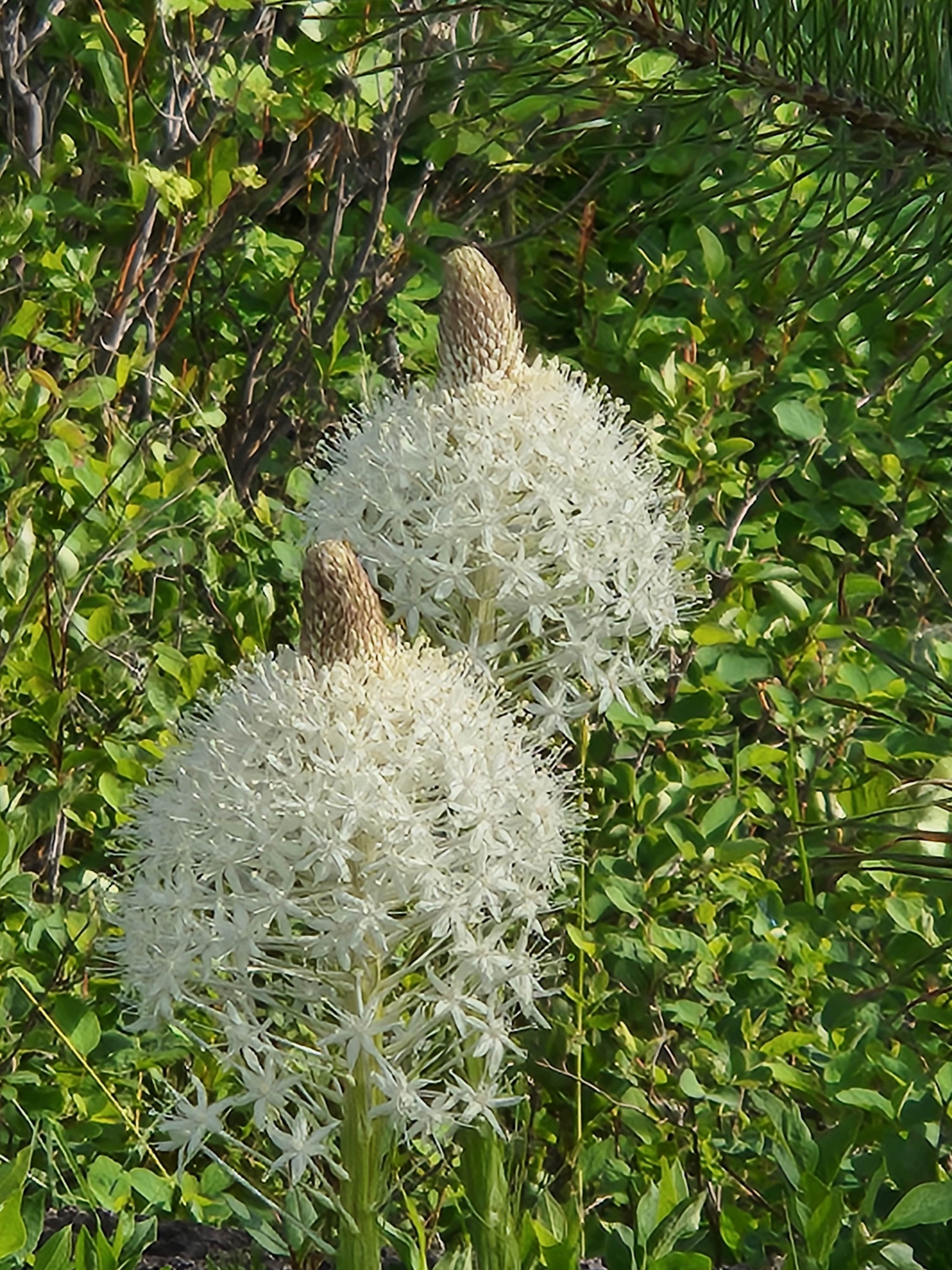 The Wood Lily at Desert Base Camp