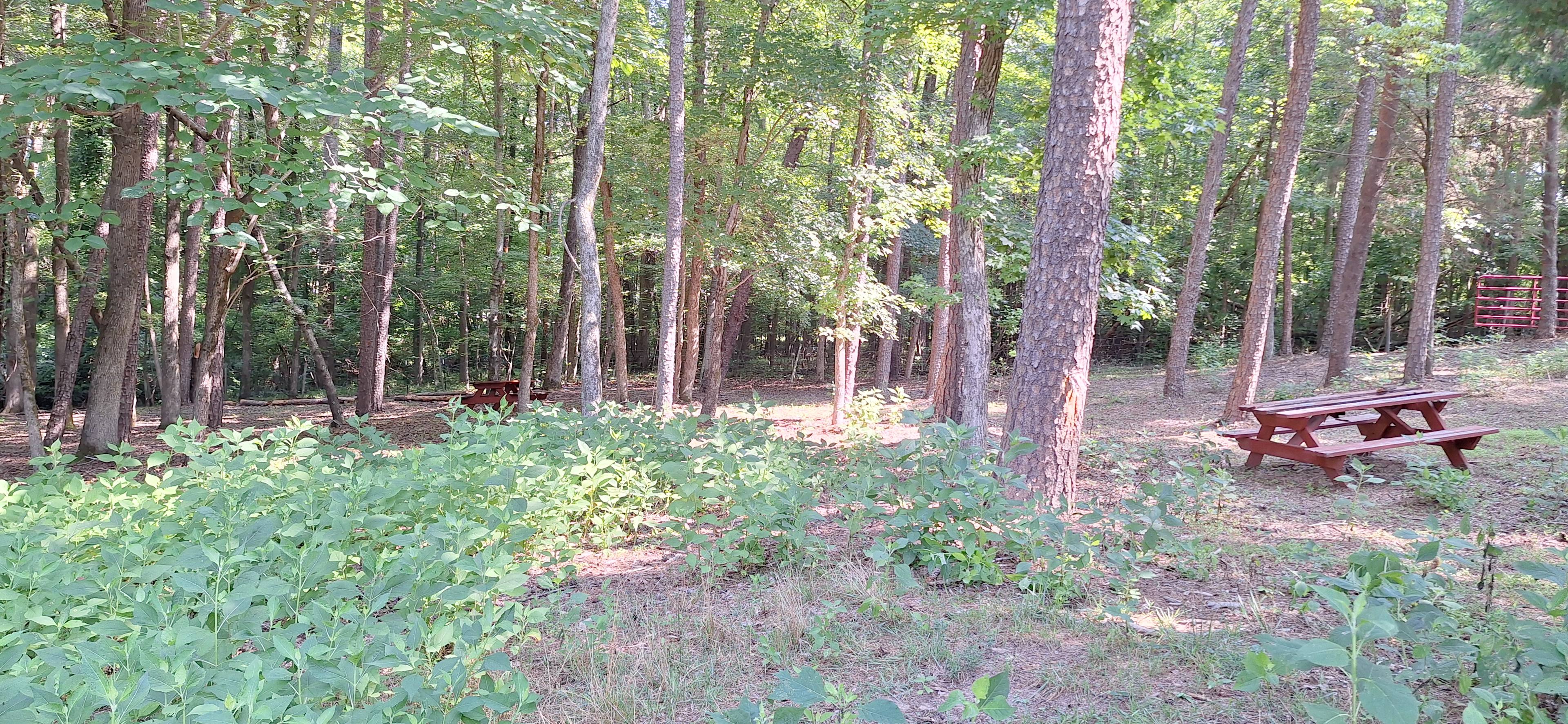 Brookhaven Mill Farm (3 campsites)