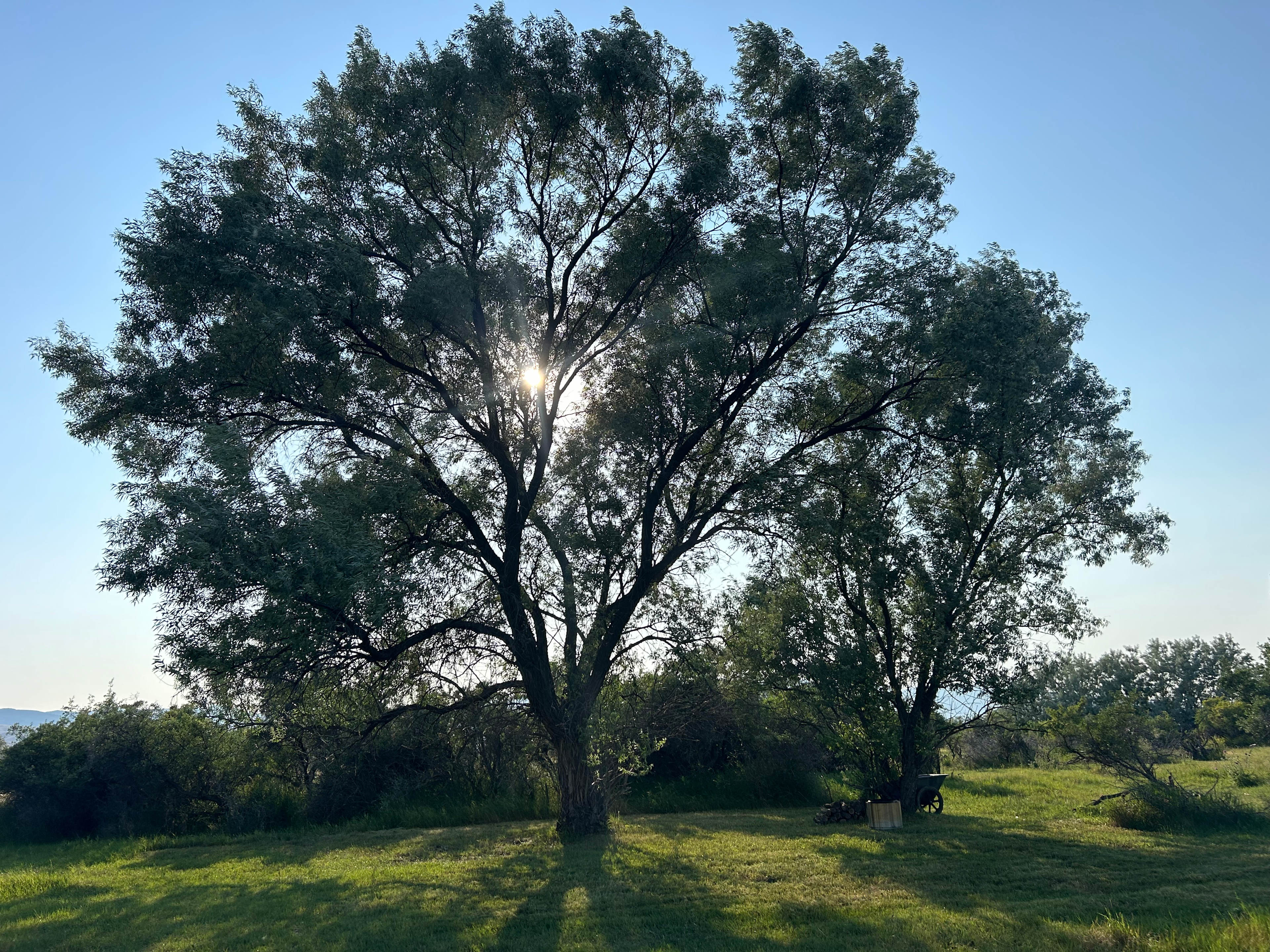 Two Tree