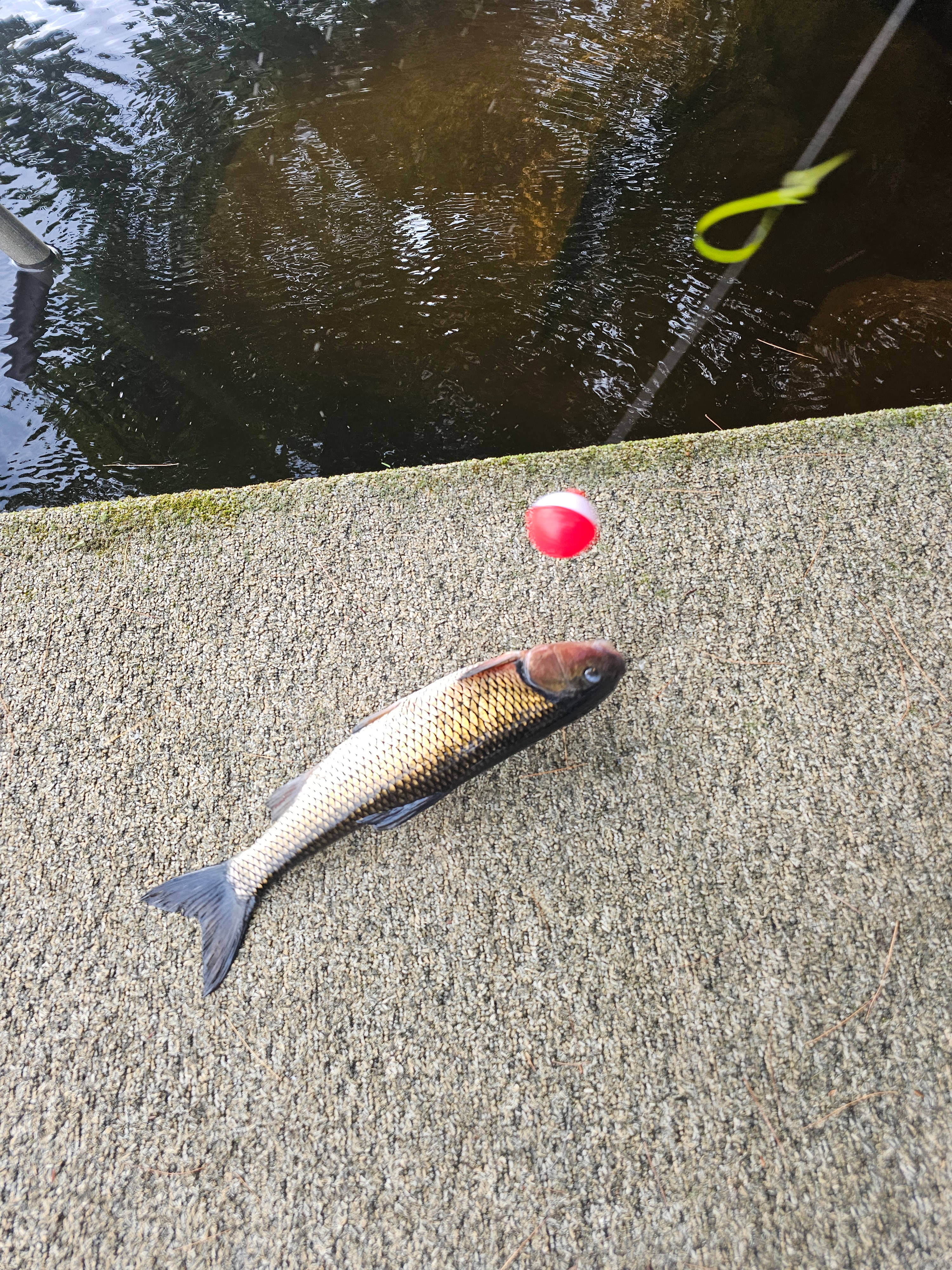 Riverfront Ritz Campsite