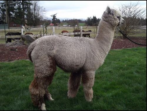 Cascade Rose Alpaca Farm Stay