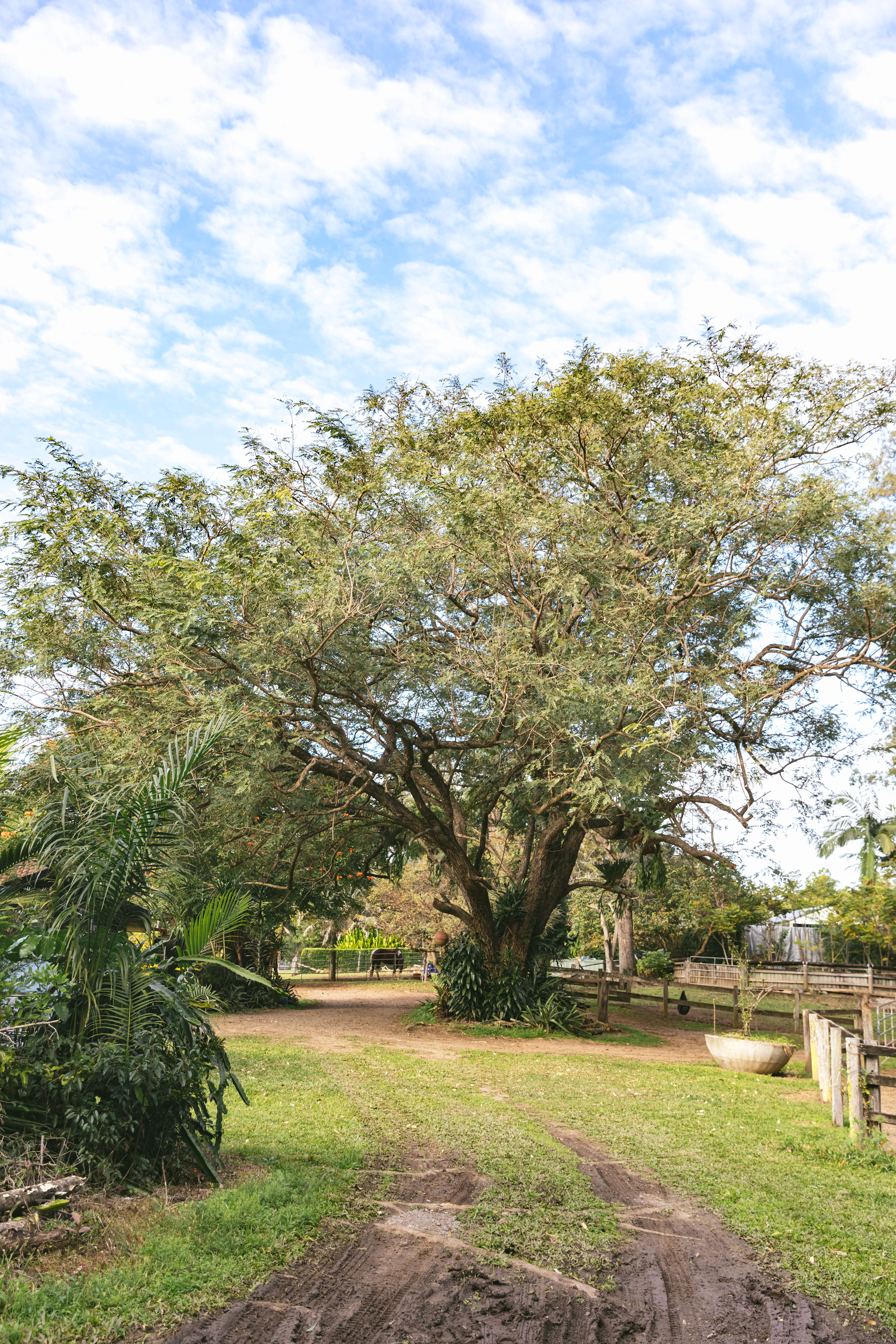 Palmwoods Park Horse / Farm Camping