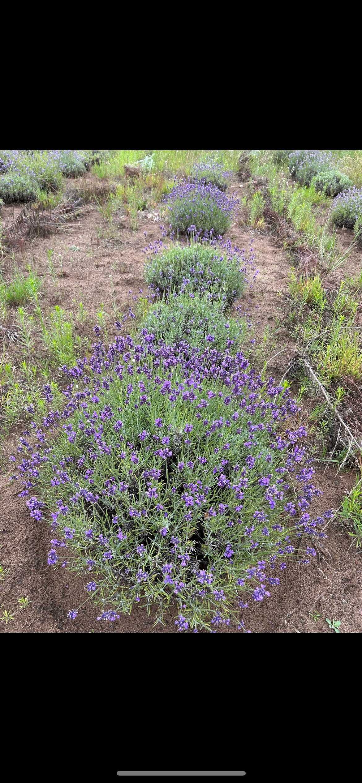 Lavender-Buzzed