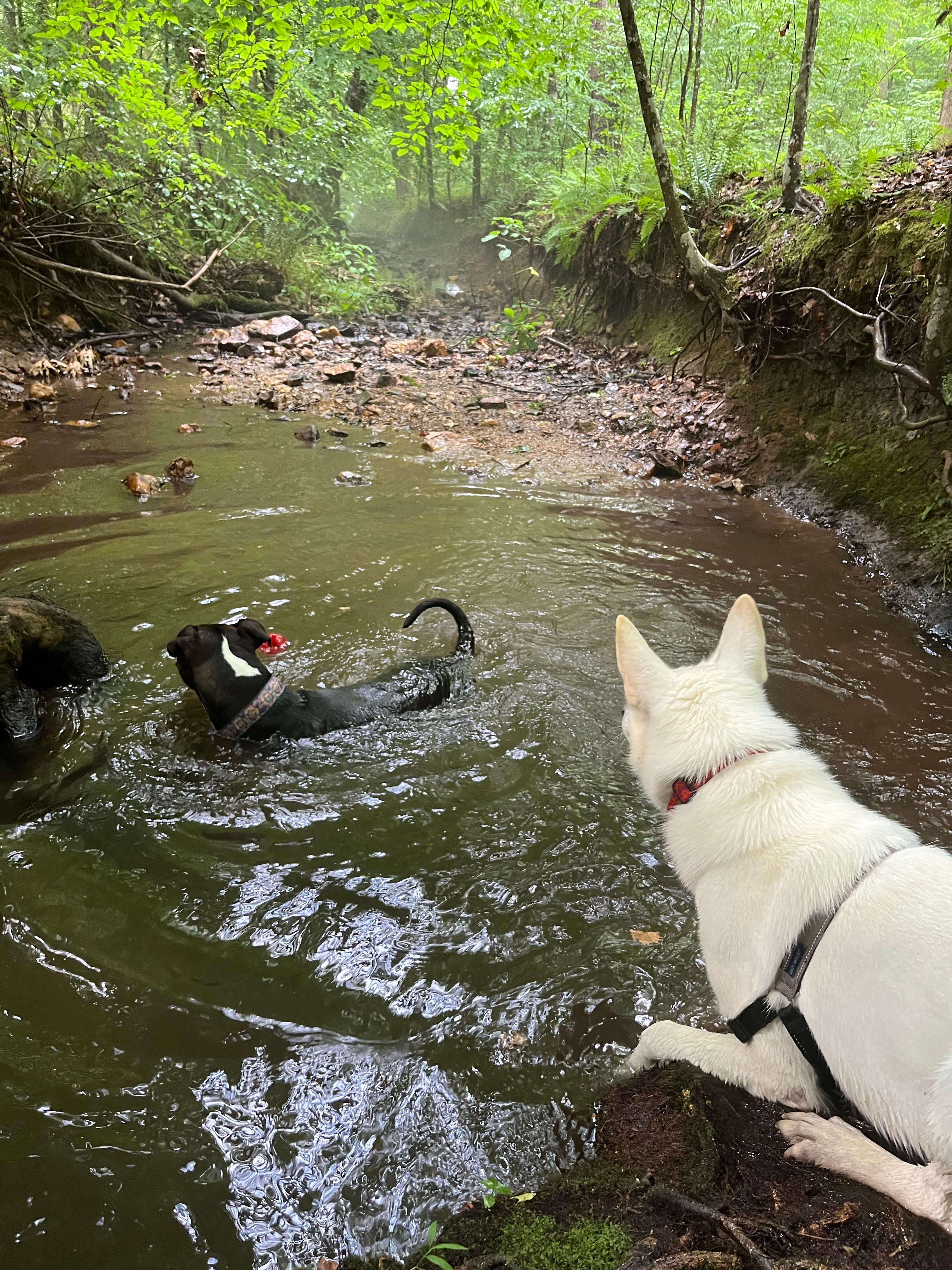 Phantom Hill Forest Retreats