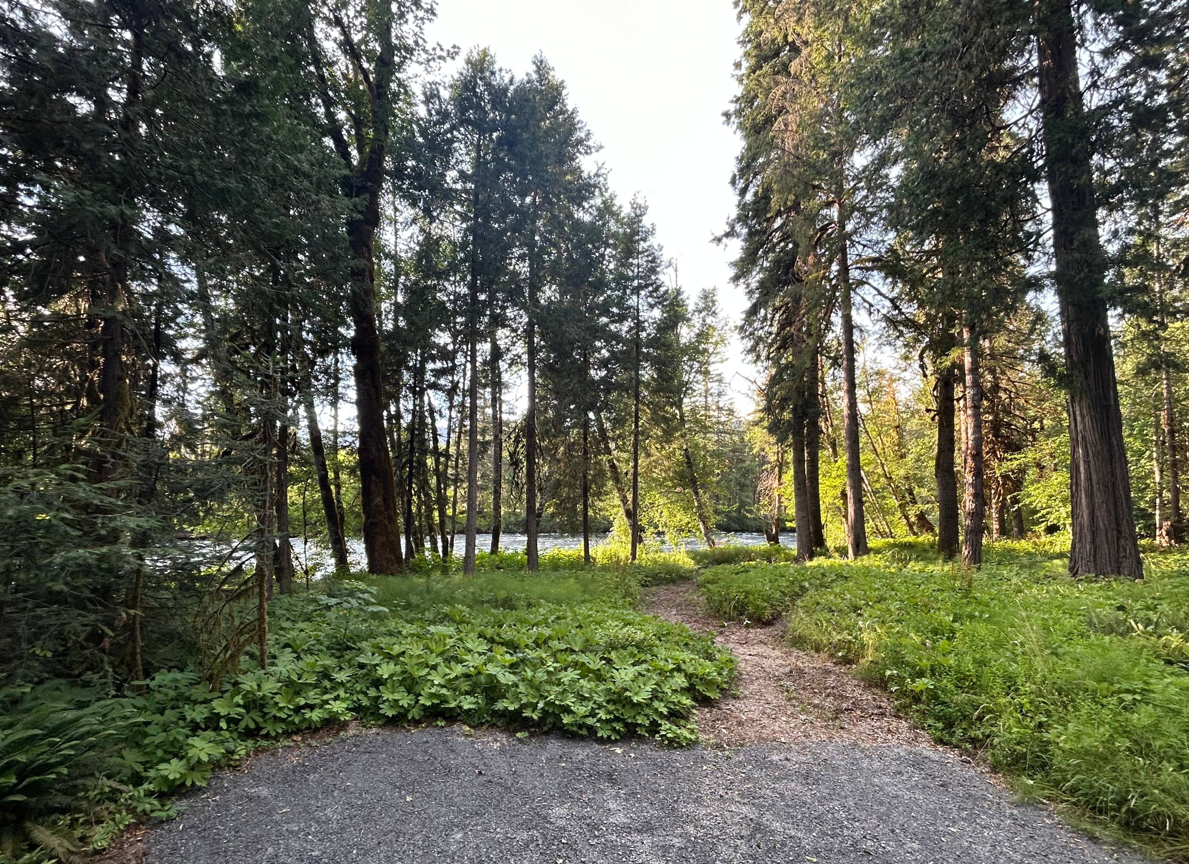 Looking toward the river from the Spot. The path leads to a riverside common area. 