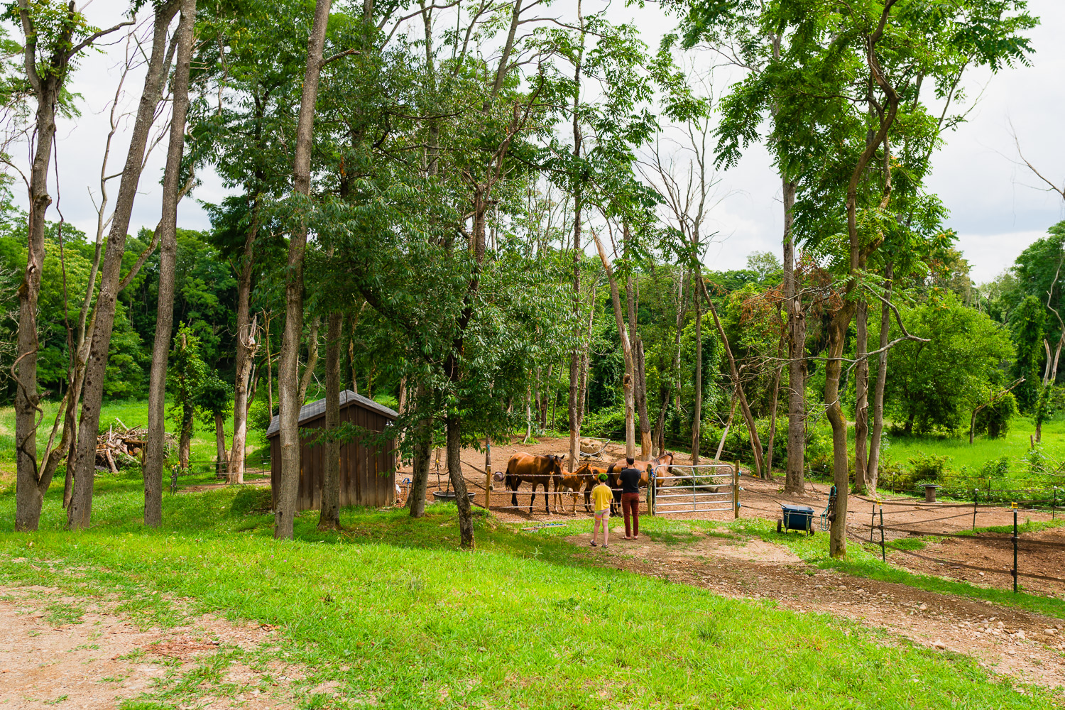 Curious horses and curious Hipcampers