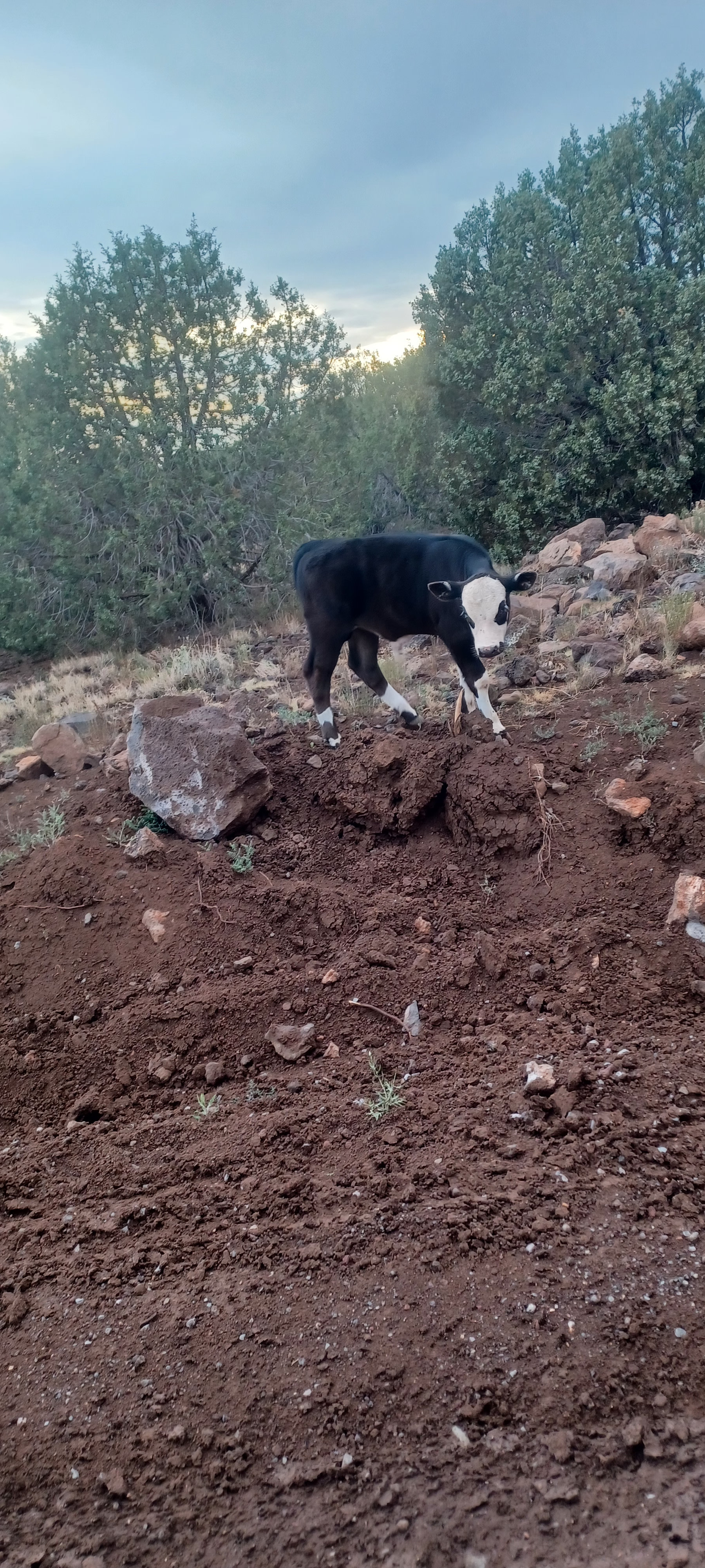 Bournholm - Now with Starlink!