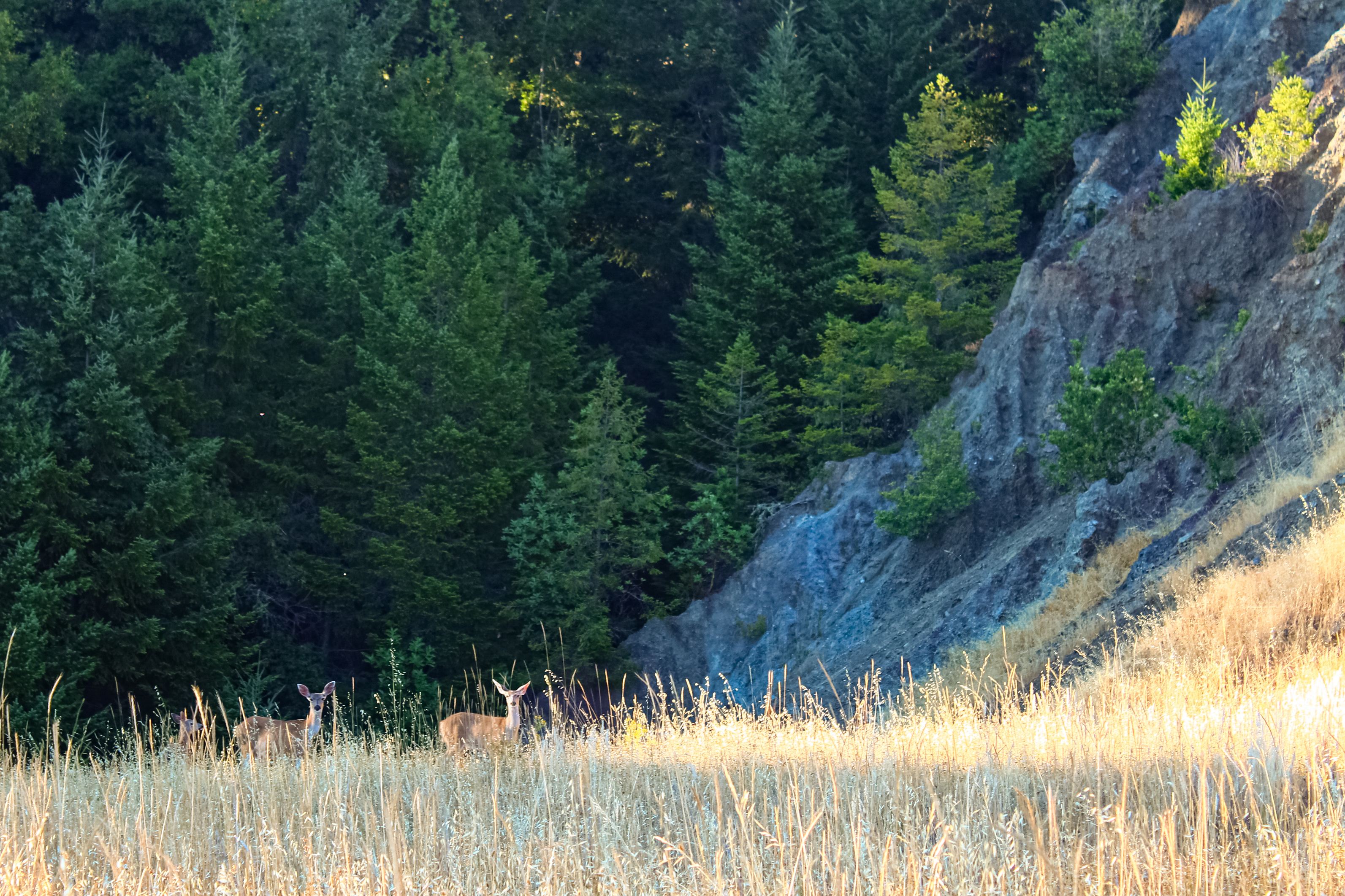 Beautiful Visitors in the meadow!
