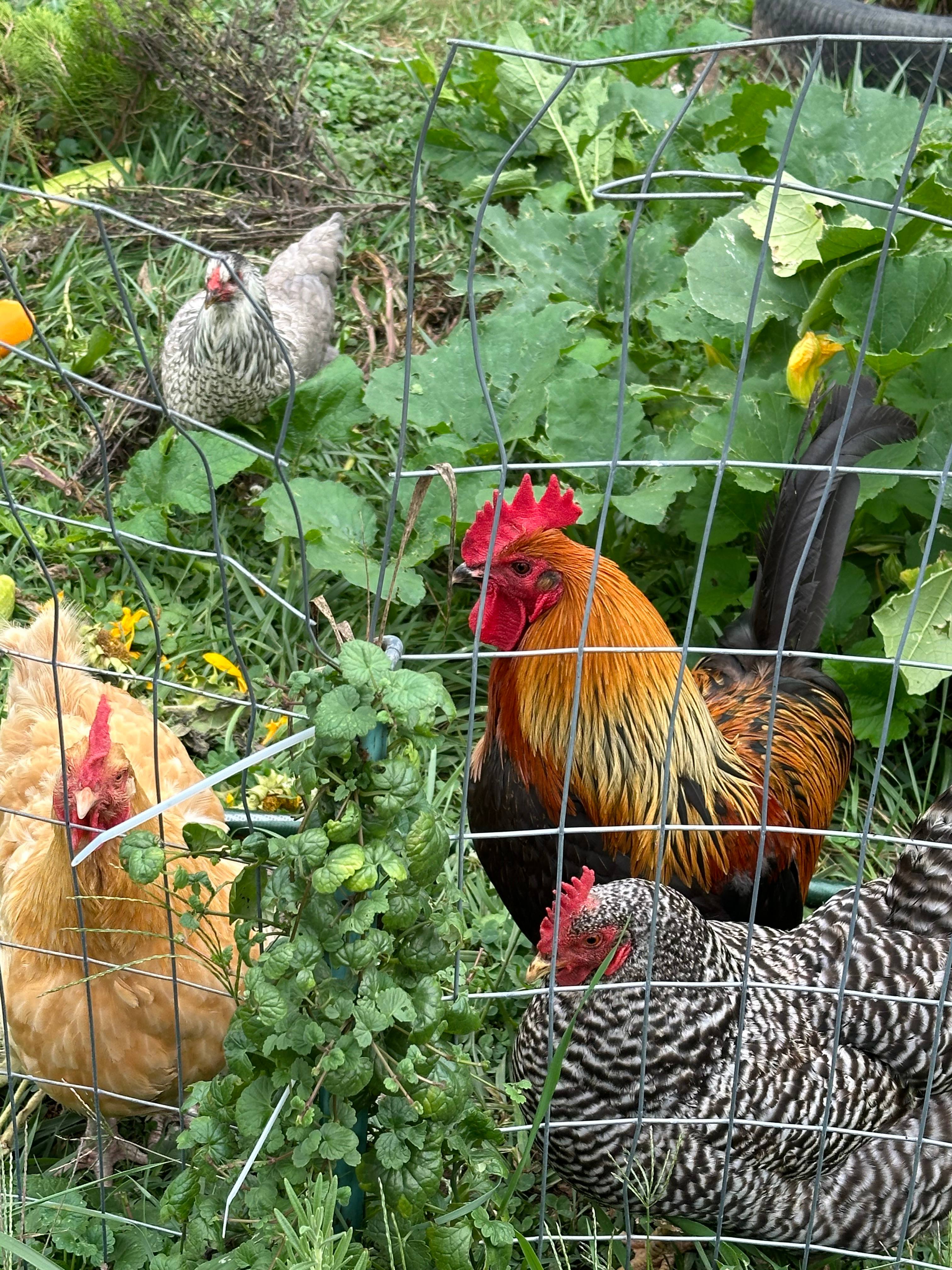 We do have 2 roosters one who crows very early in the morning. He is not close to the site but you will probably hear him if you do not have a fan or air conditioner. 
