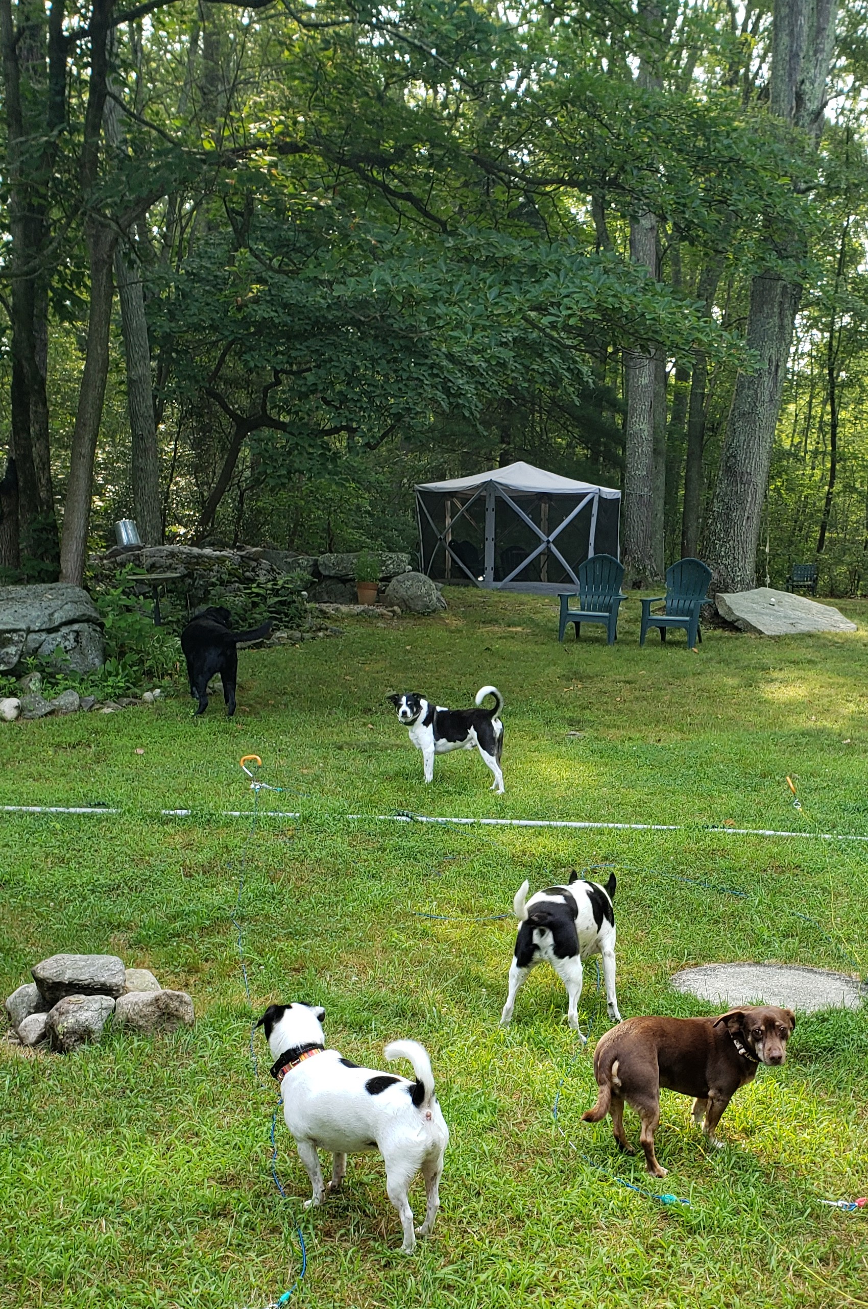 SimplePrivateNaturalEpicFirepitPets