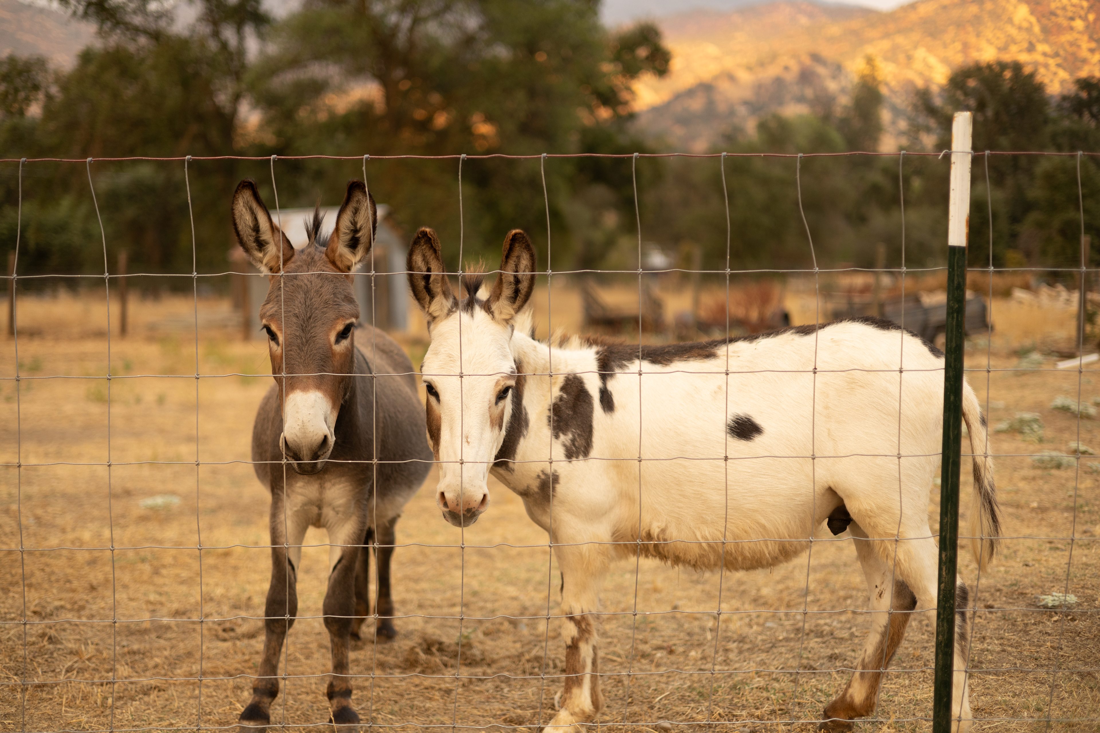 3R Ranch Retreat w/ Wifi