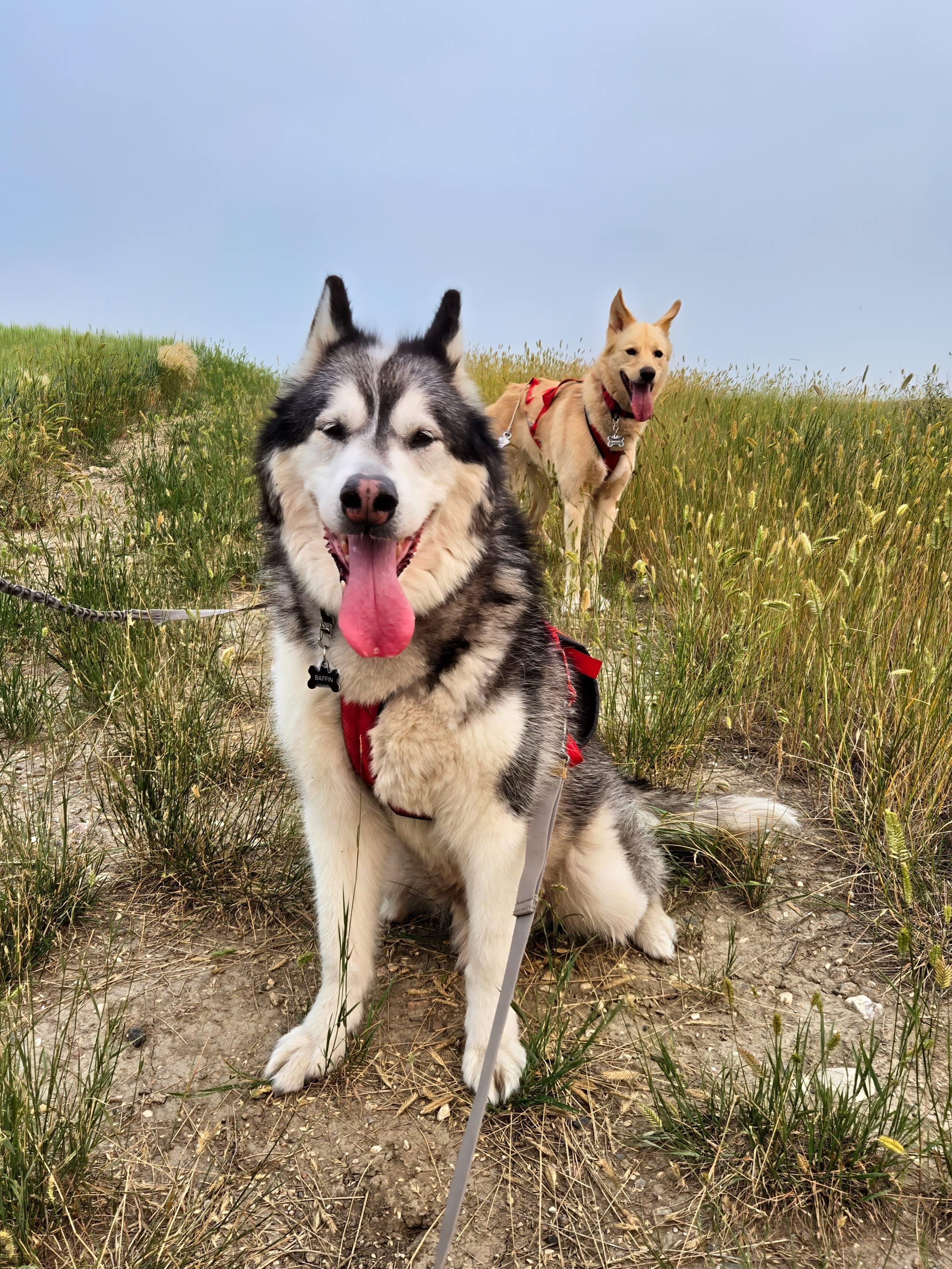 Hidden Haven 1.0 (the Elle)