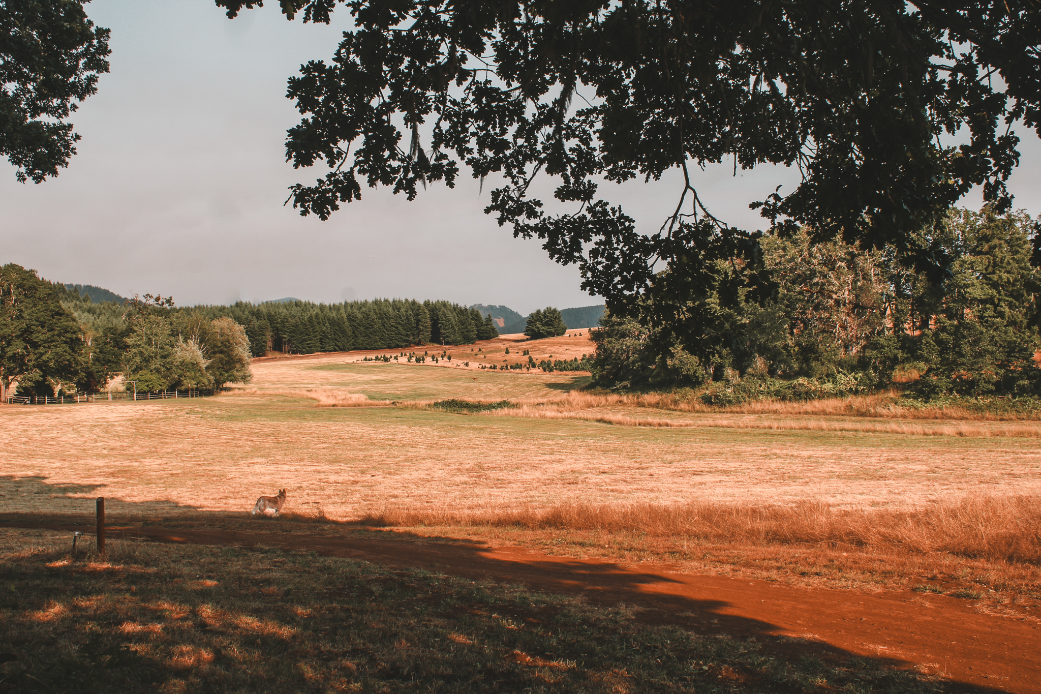 The view of the meadow right in front of you is unreal and can't wait to come back in hopes to see the herd of elk here