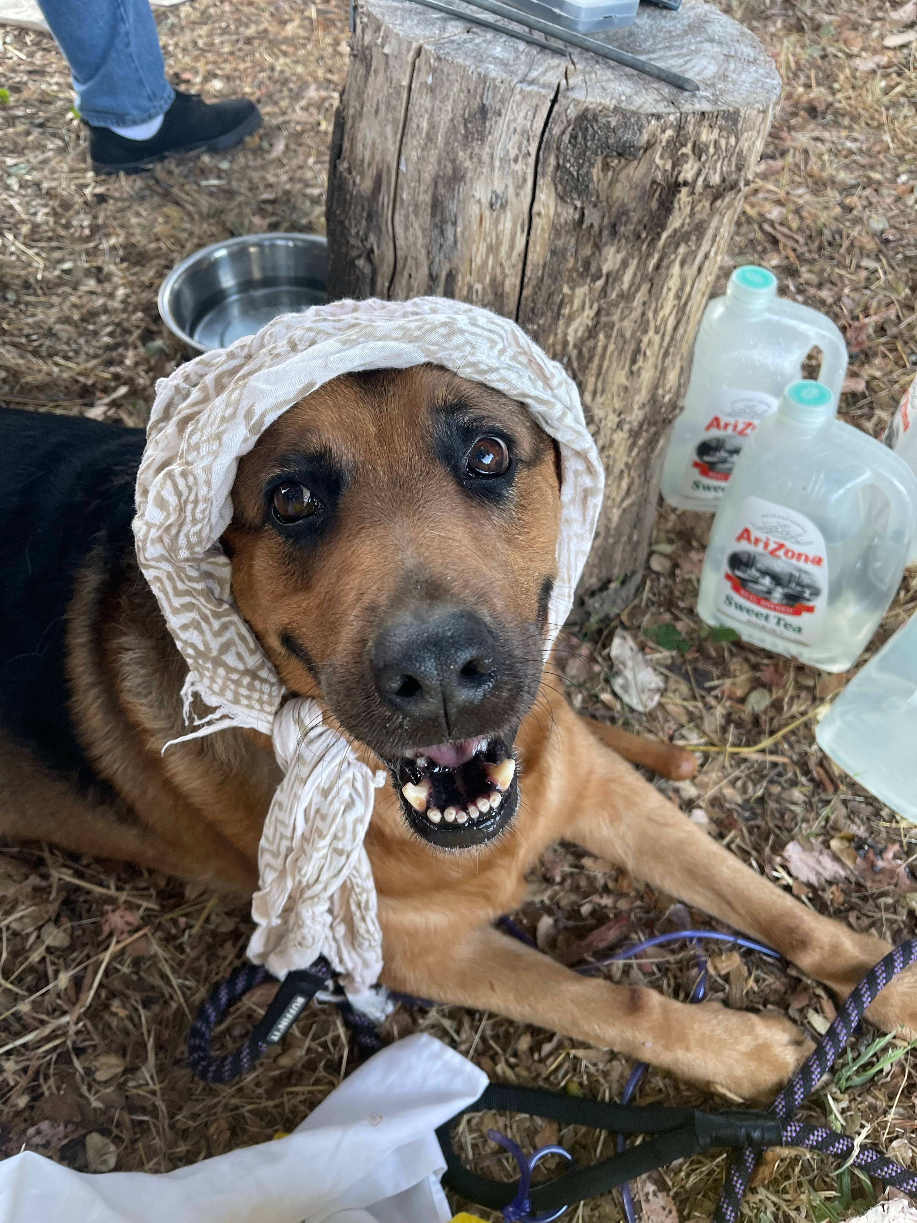 Felton Open Space Camp Sites