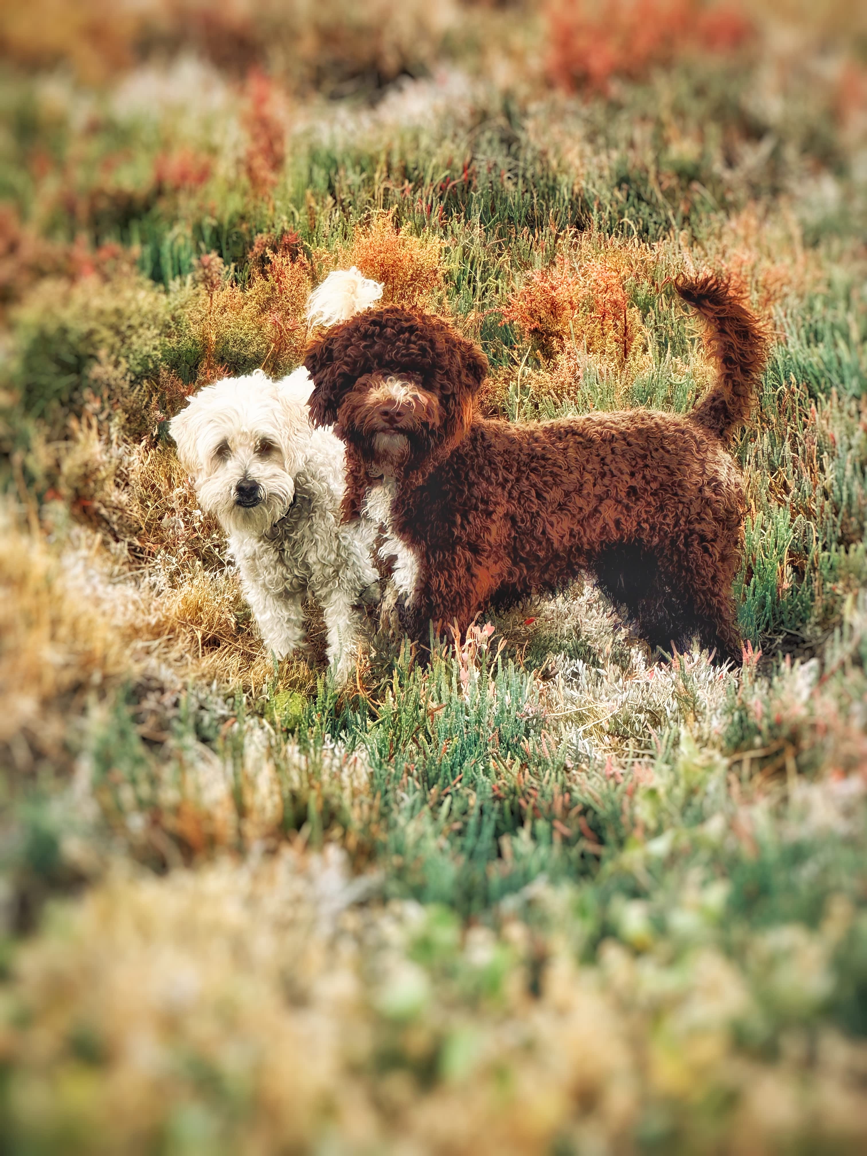 The Hide - Bouvard, Harvey Estuary