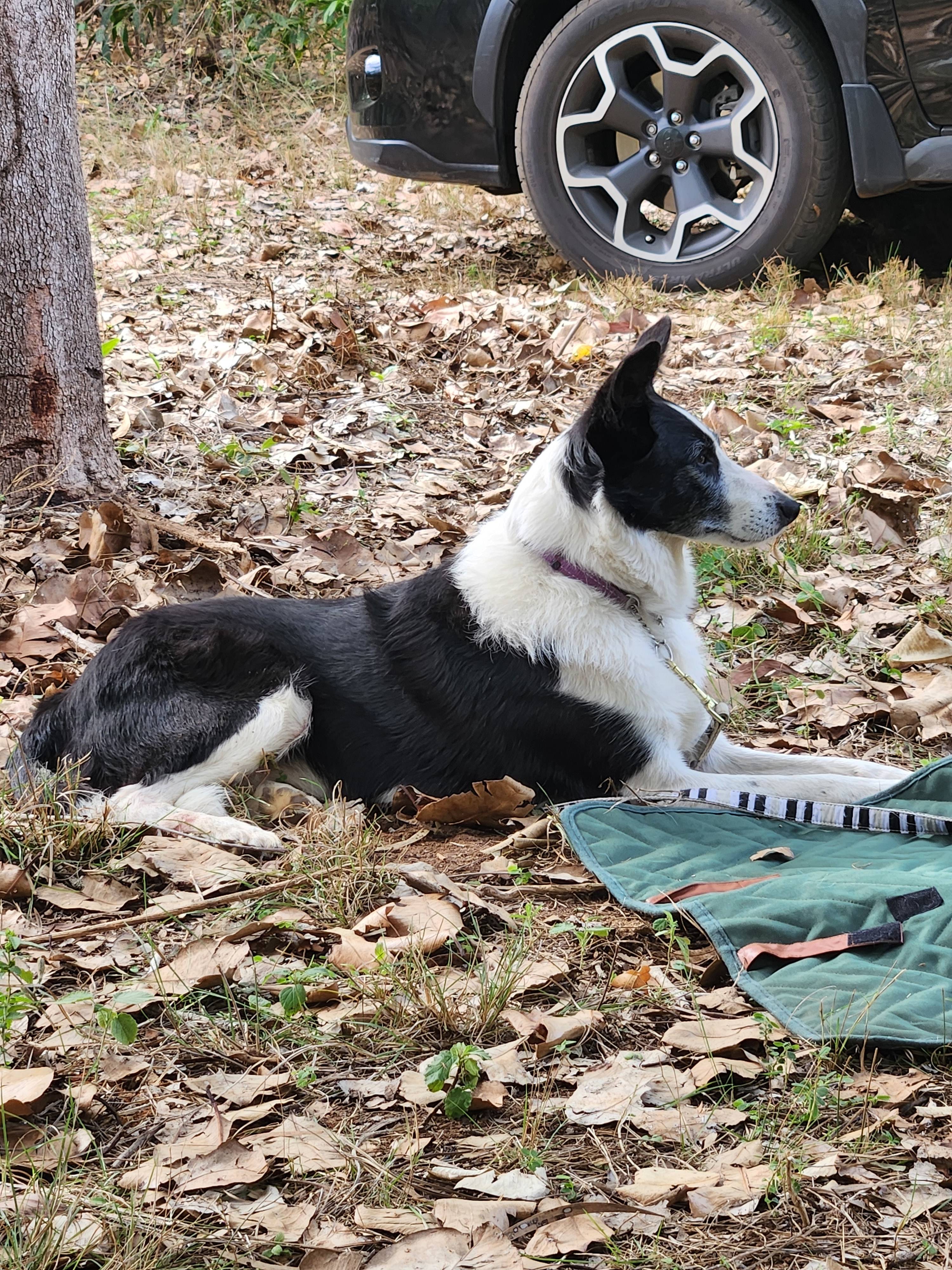 Parson Springs Bush Stay