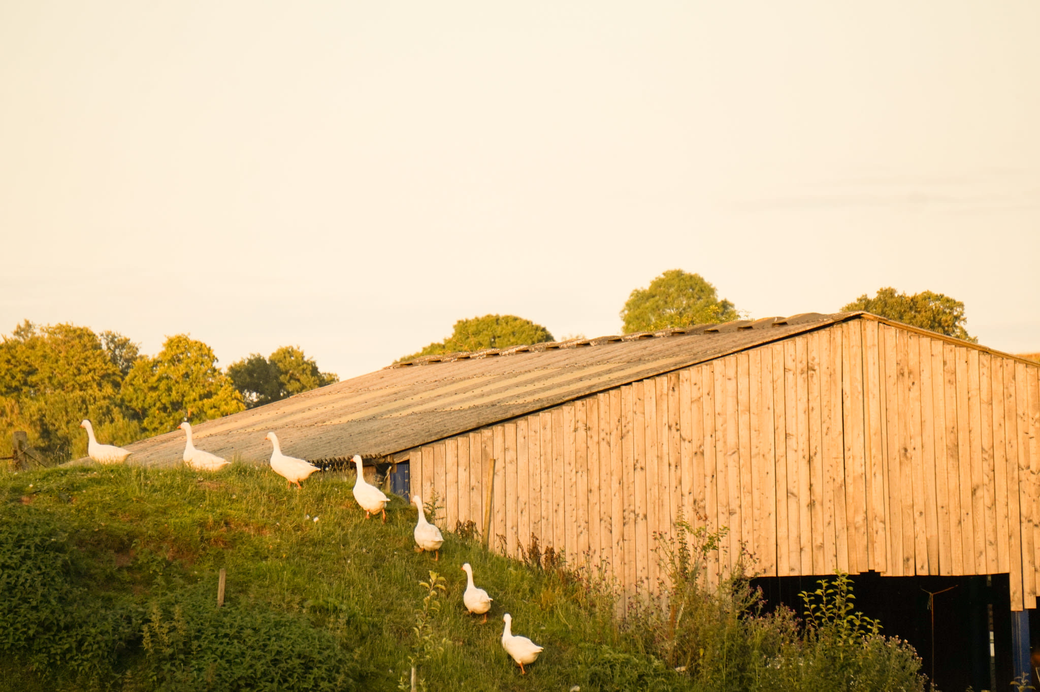 We loved all the free roaming farm animals. Here are some happy geese marching up a hill.