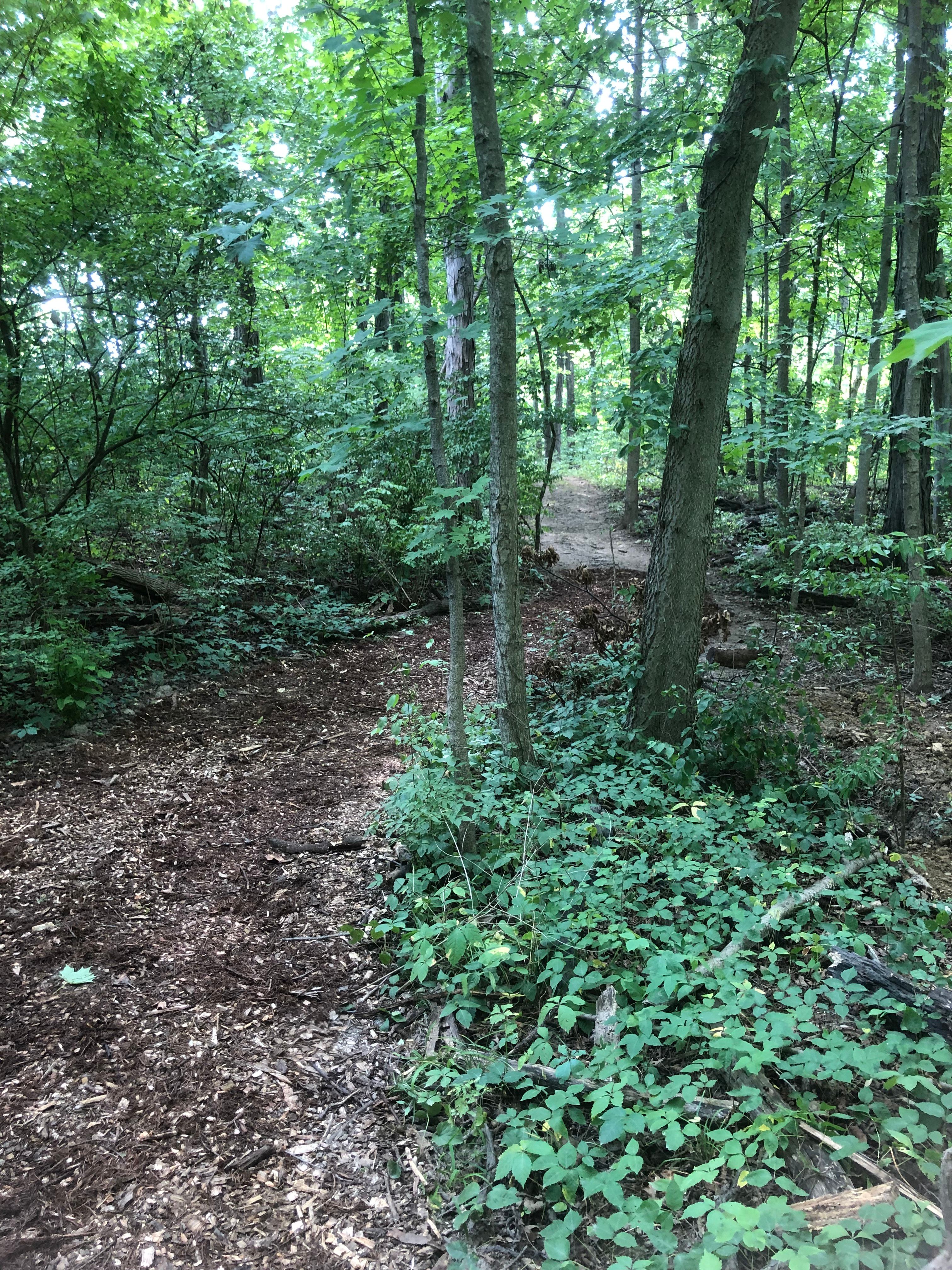 View of the trail coming into the camp.